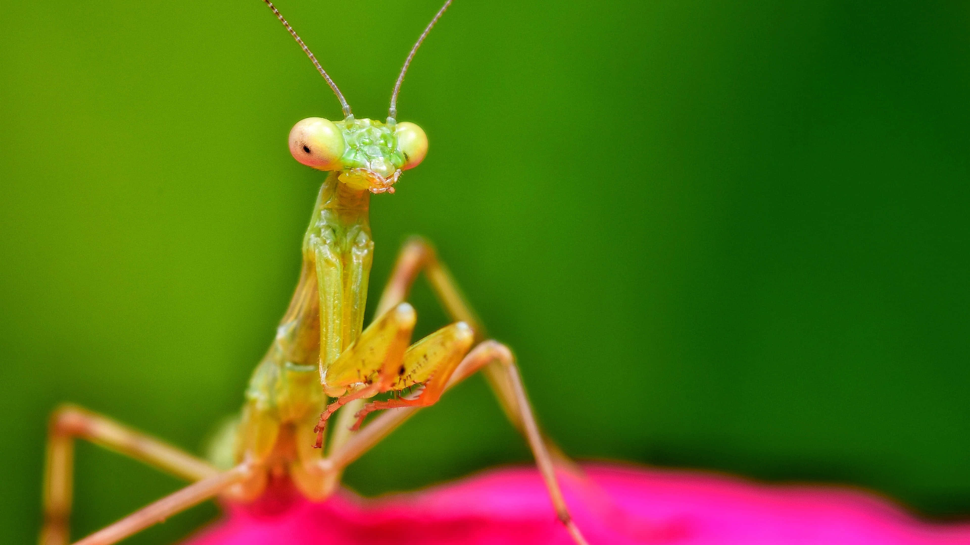 Download Captivating Macro Shot Of A Vibrant Insect In 4k Resolution Wallpaper