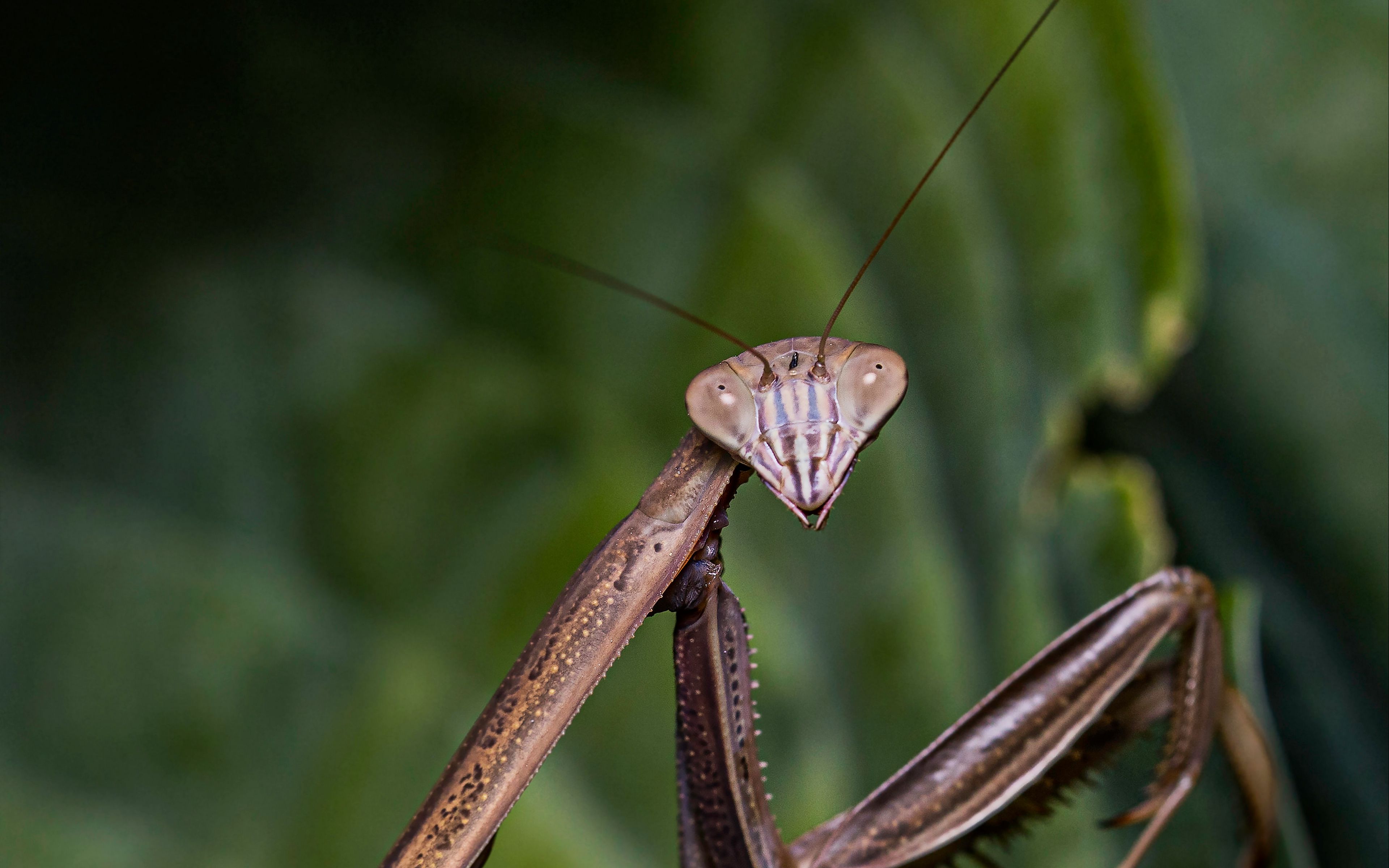 Download wallpaper 3840x2400 mantis, insect, macro, focus 4k ultra HD 16:10 HD background