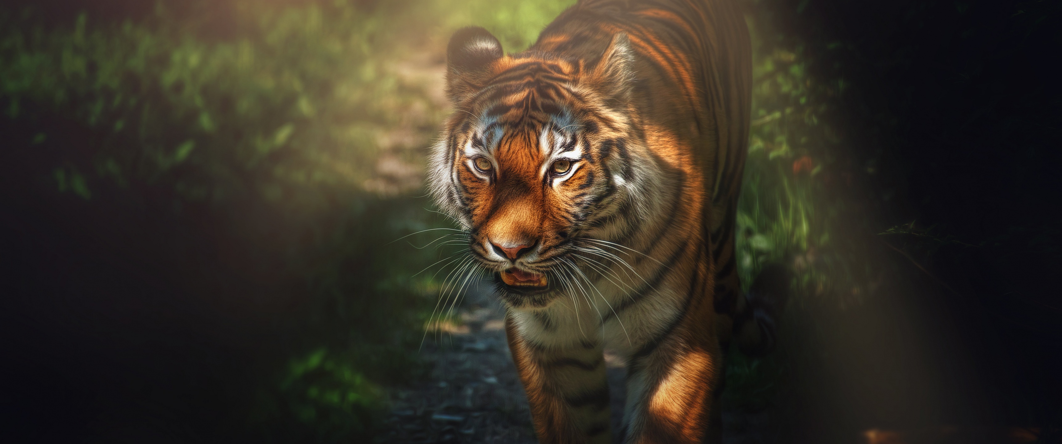 Tiger Wallpaper 4K, Wild animal, Big cat, Forest