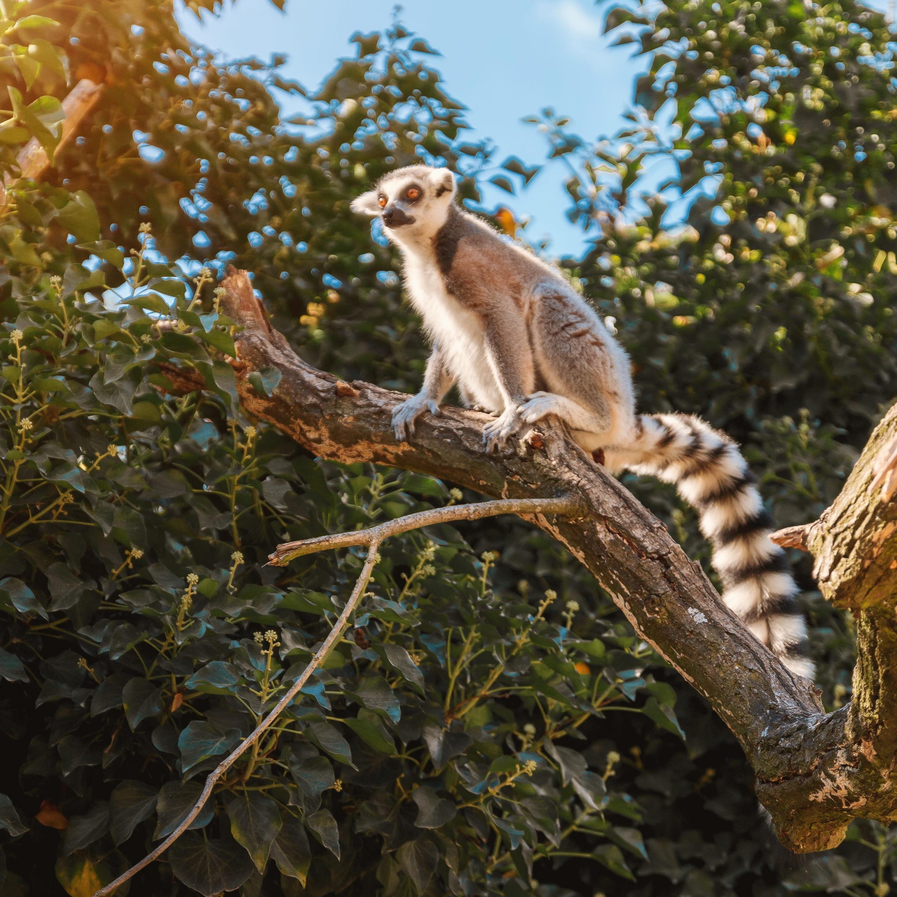 Wild Animal Nature Tree iPad Wallpaper iPad Wallpaper 4k iPad Wallpaper 5k free download iPad Pro, iPad Mini, iPad Air, iOS, iPadOS, Parallax, iPad retina Wallpaper