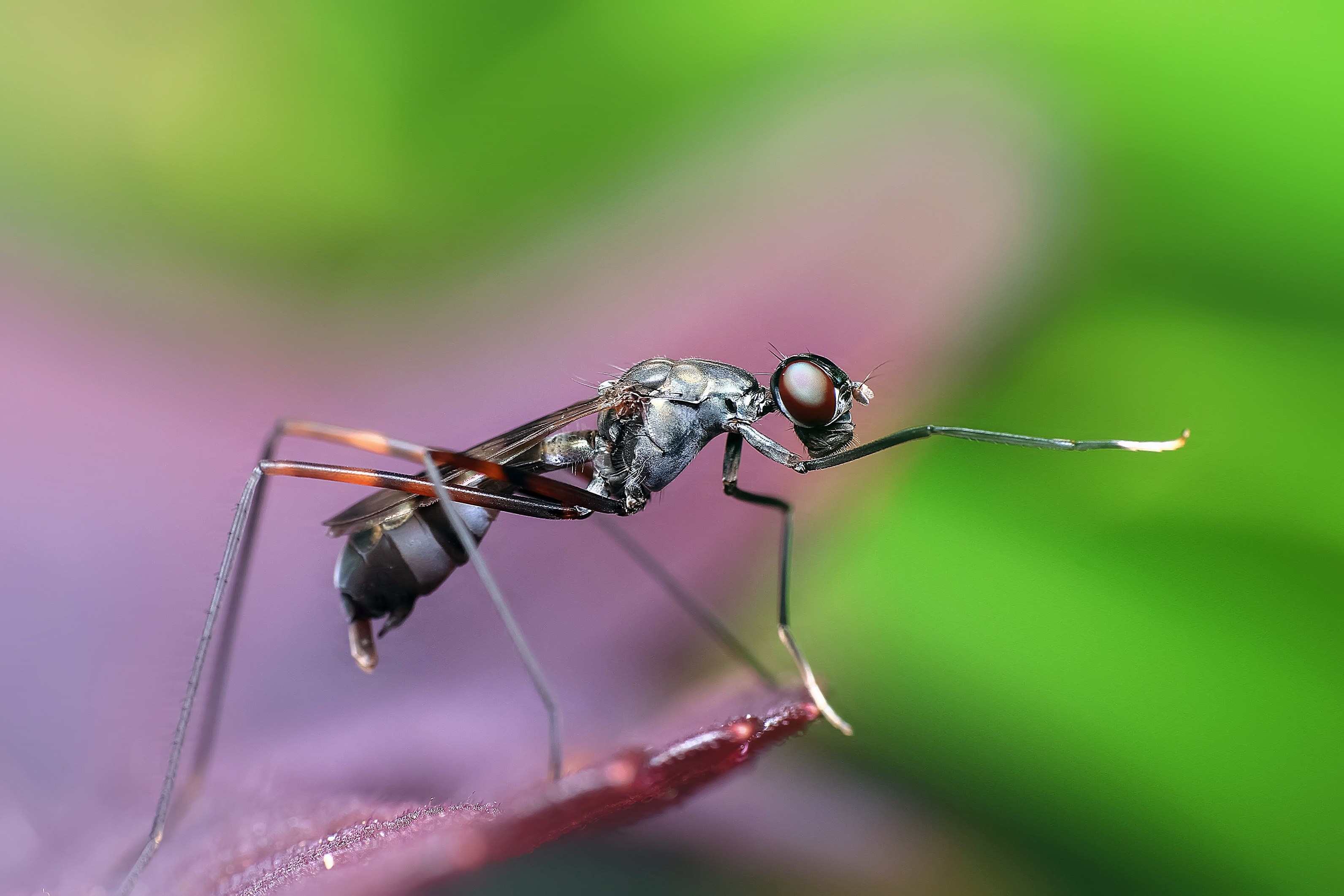 Wallpaper / insect macro animal fly wildlife detailed nature 4k wallpaper free download