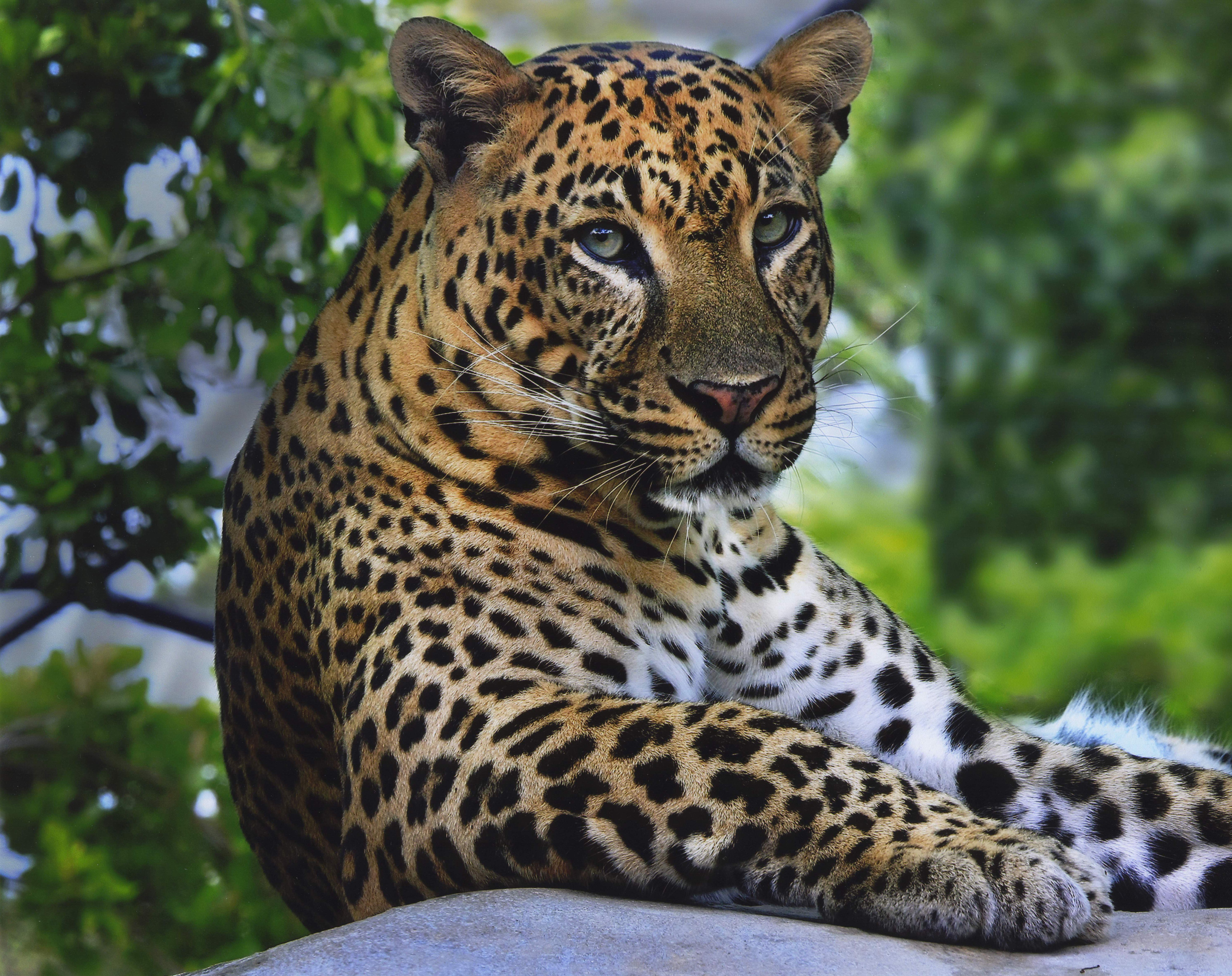 Animal Leopard 4k Ultra HD Wallpaper