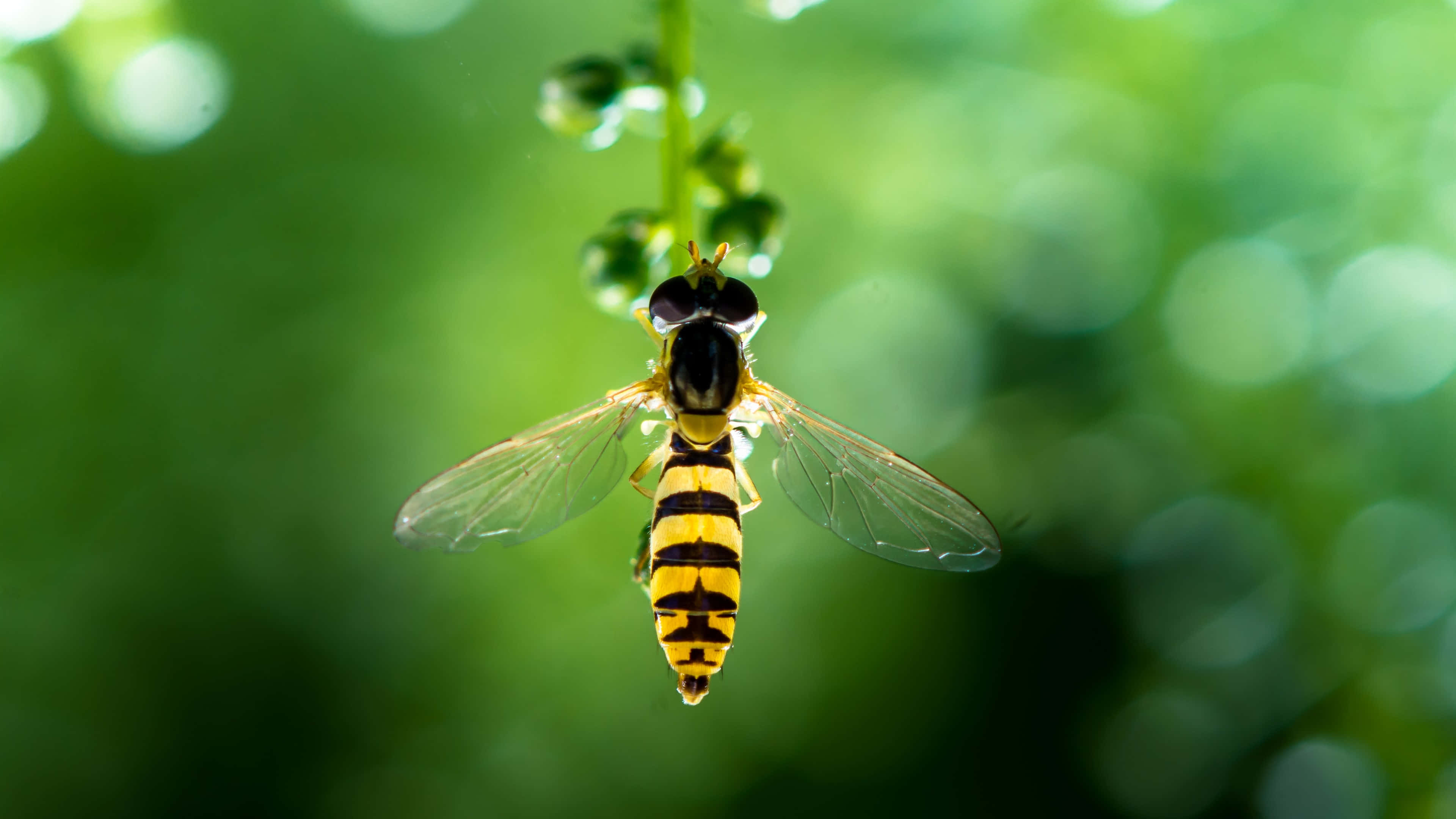 Download Exquisite Detail Of An Insect In 4k Resolution Wallpaper