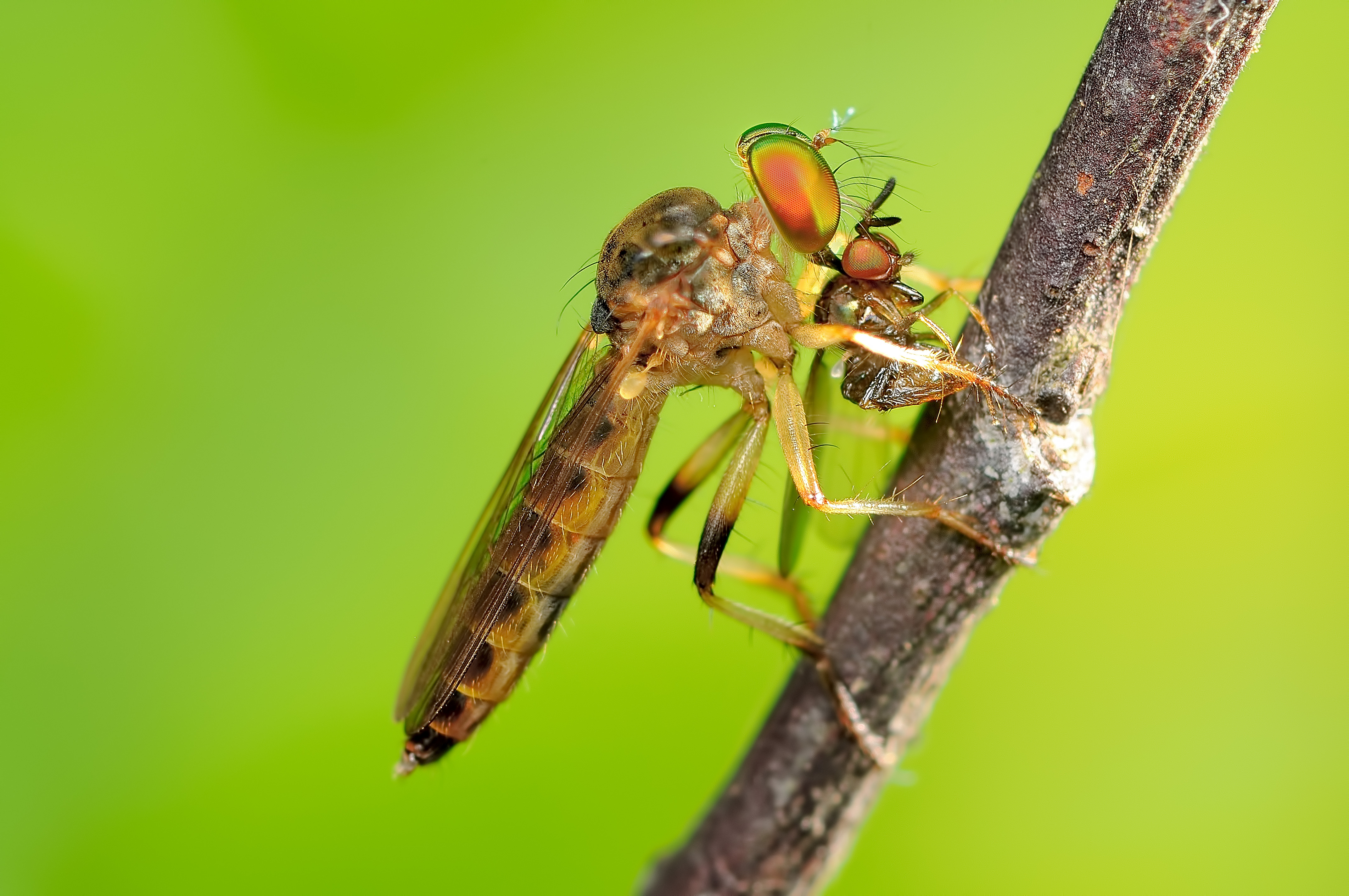 Animal Insect 4k Ultra HD Wallpaper