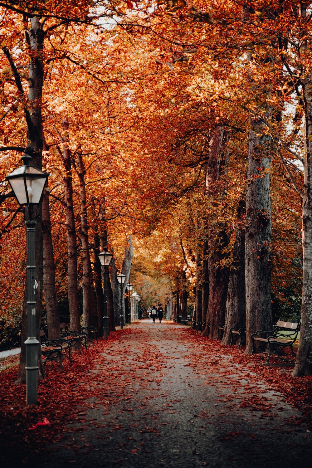 Fall Wallpaper: Free HD Download [HQ]