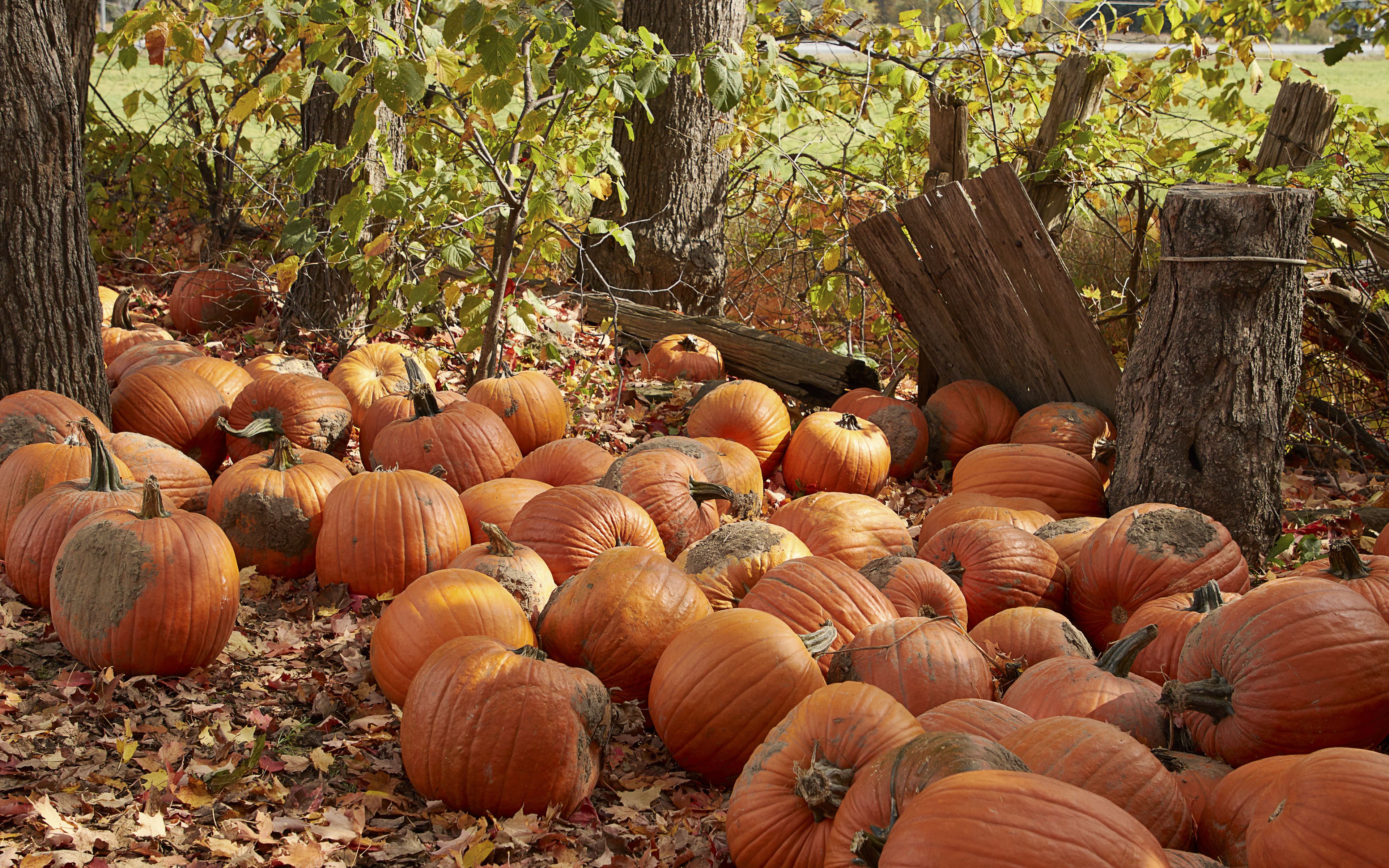 Pumpkins Wallpaper 4k Ultra HD