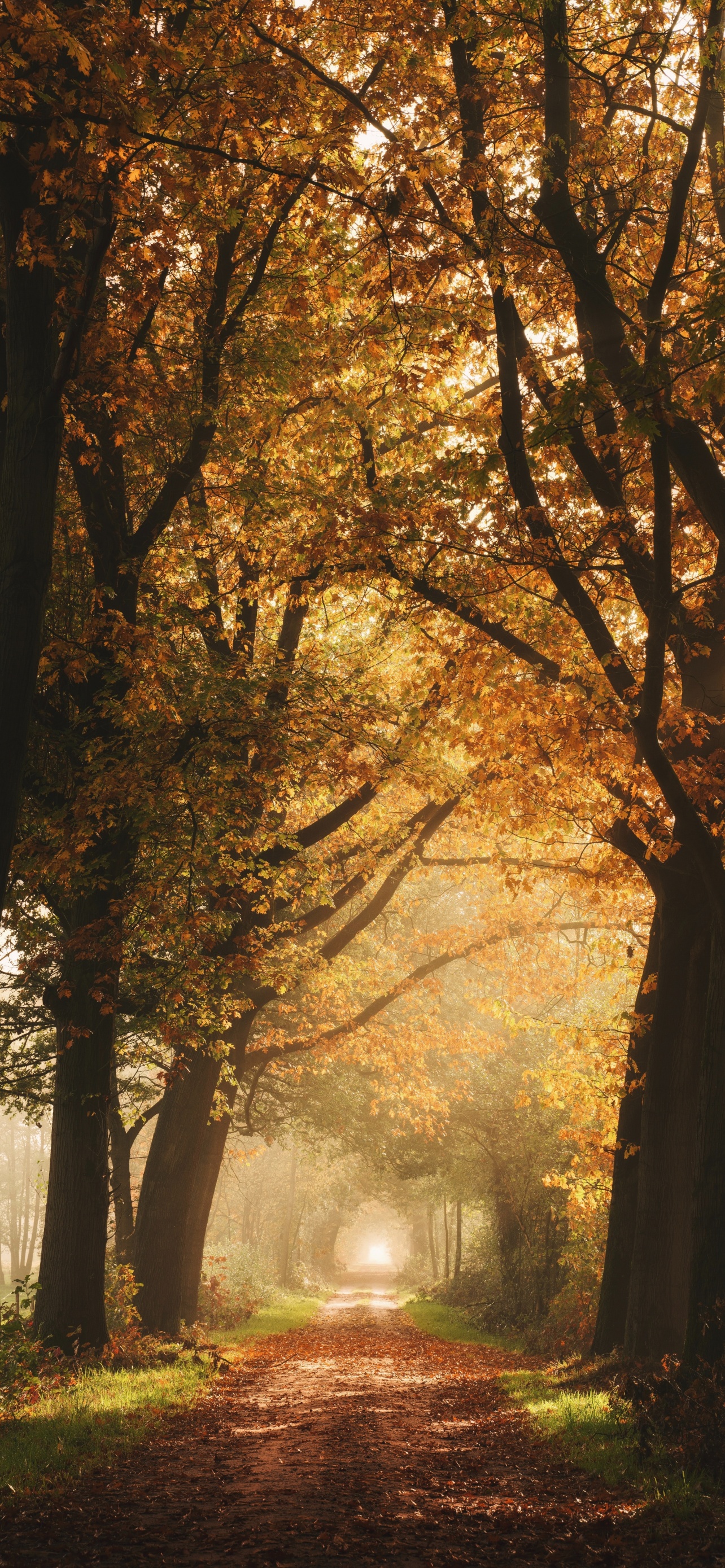 Autumn Wallpaper 4K, Foggy, Forest, Yellow, Sunlight