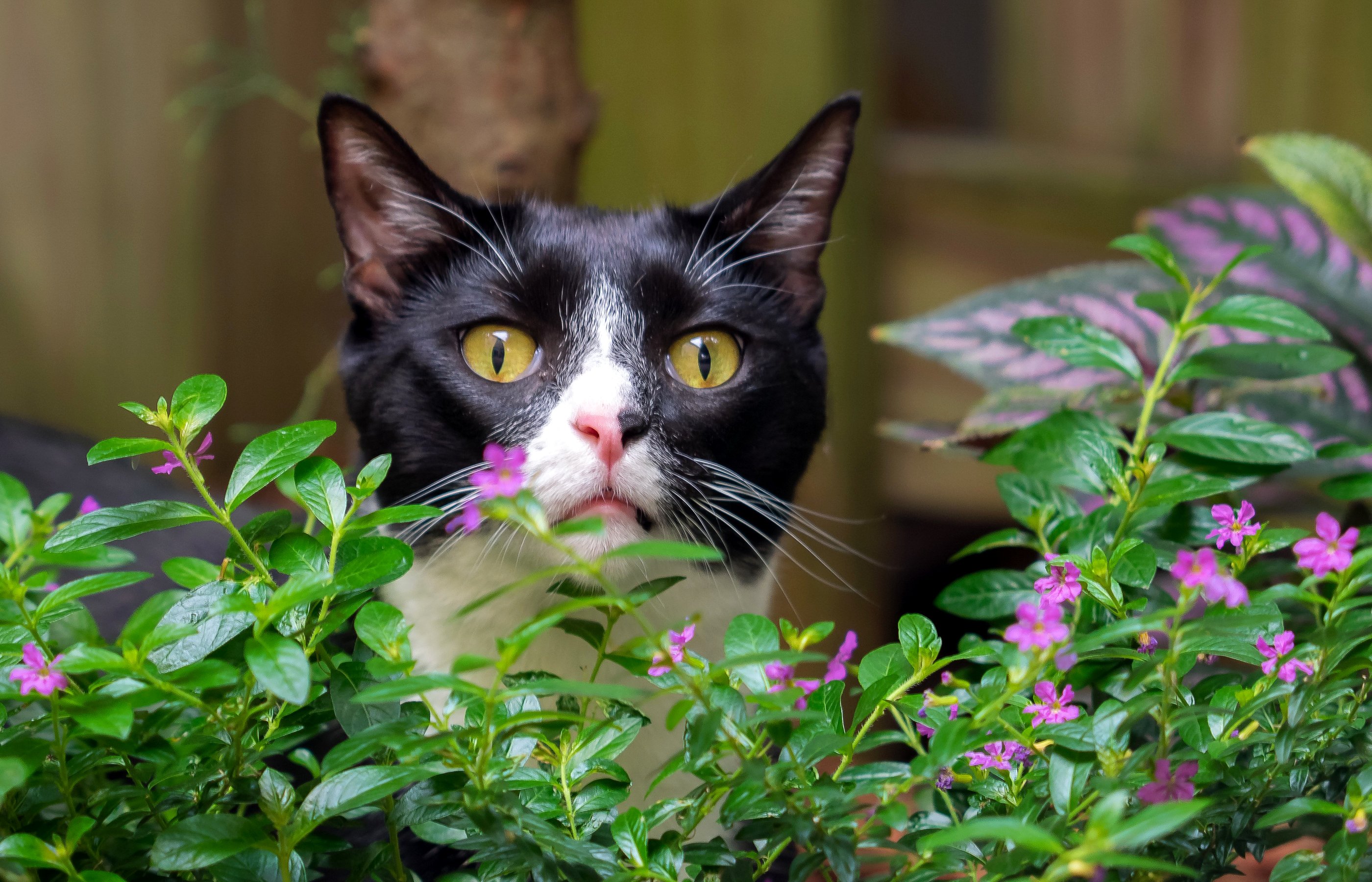 Wallpaper, 2800x1800 px, animals, cats, glance, wallpaper 2800x1800