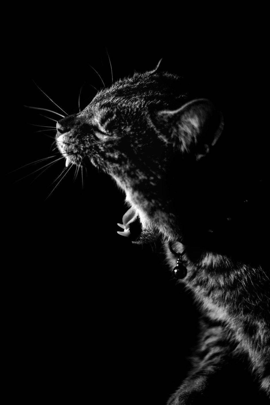 Download Yawning Cat OLED Phone Wallpaper