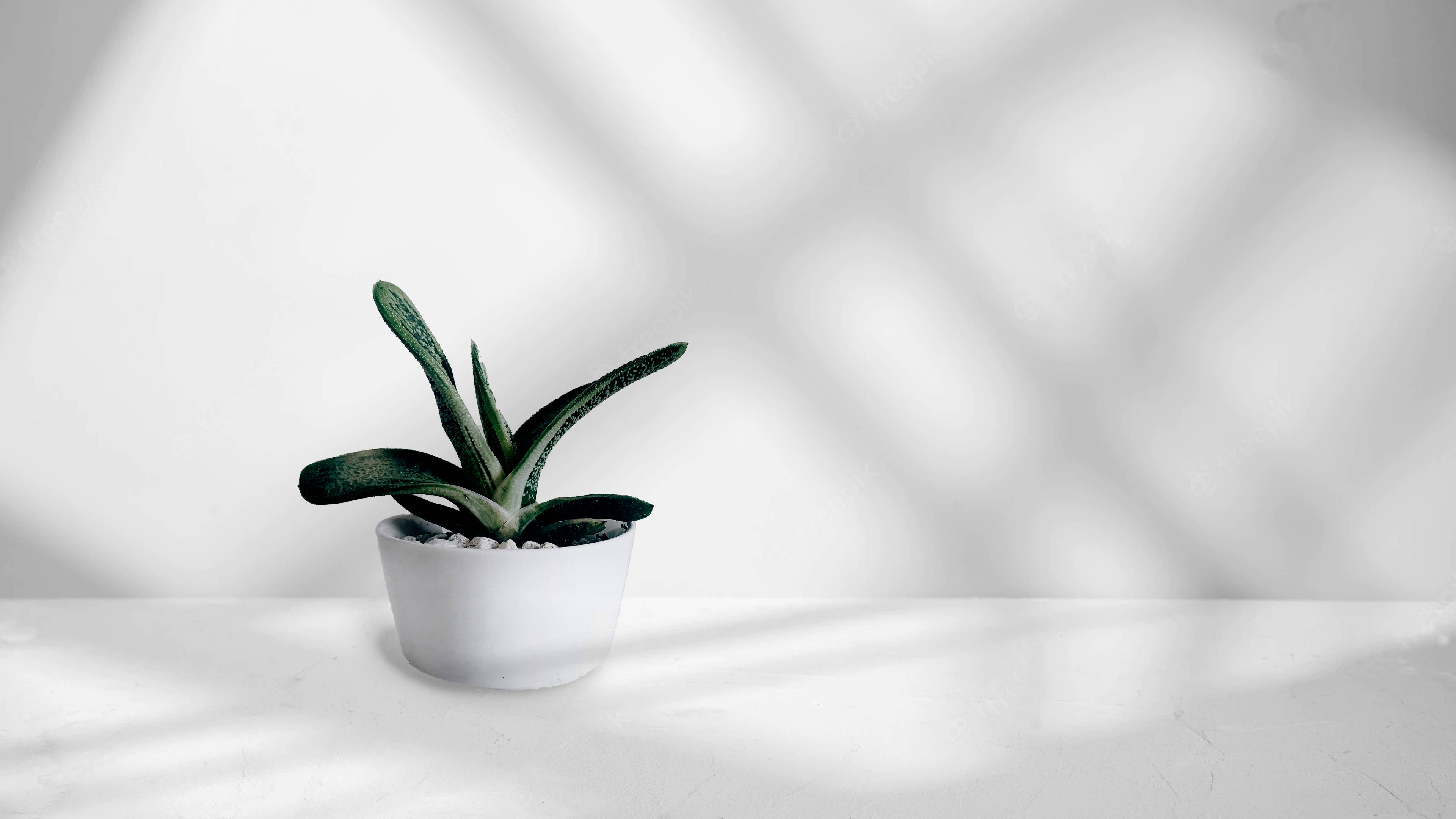 Download Potted Succulent Minimalist Plant Wallpaper