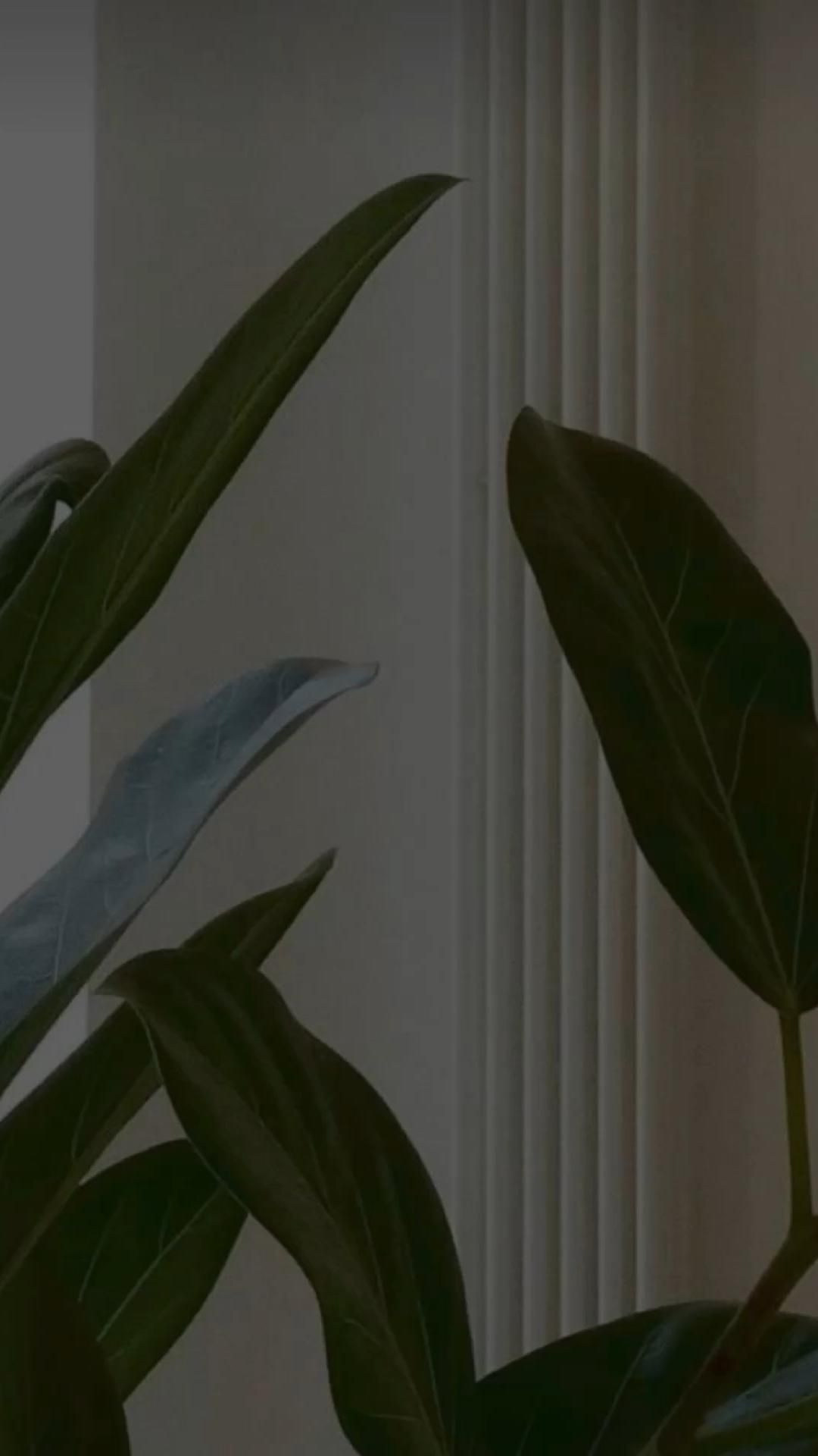 home screens<3. Flower aesthetic, Plant wallpaper, Minimalist wallpaper