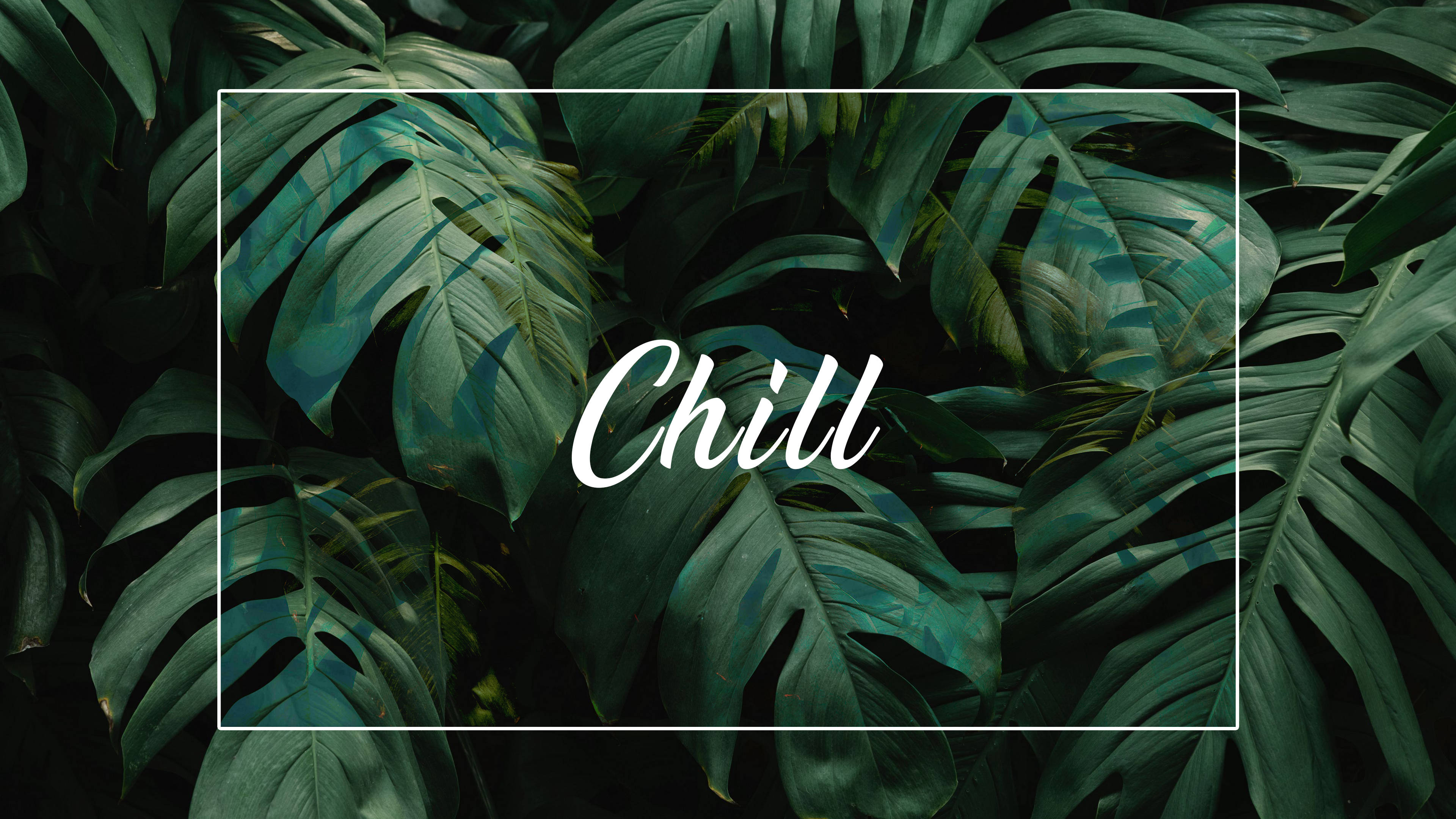 Download Chill Minimalist Plant Desktop Wallpaper