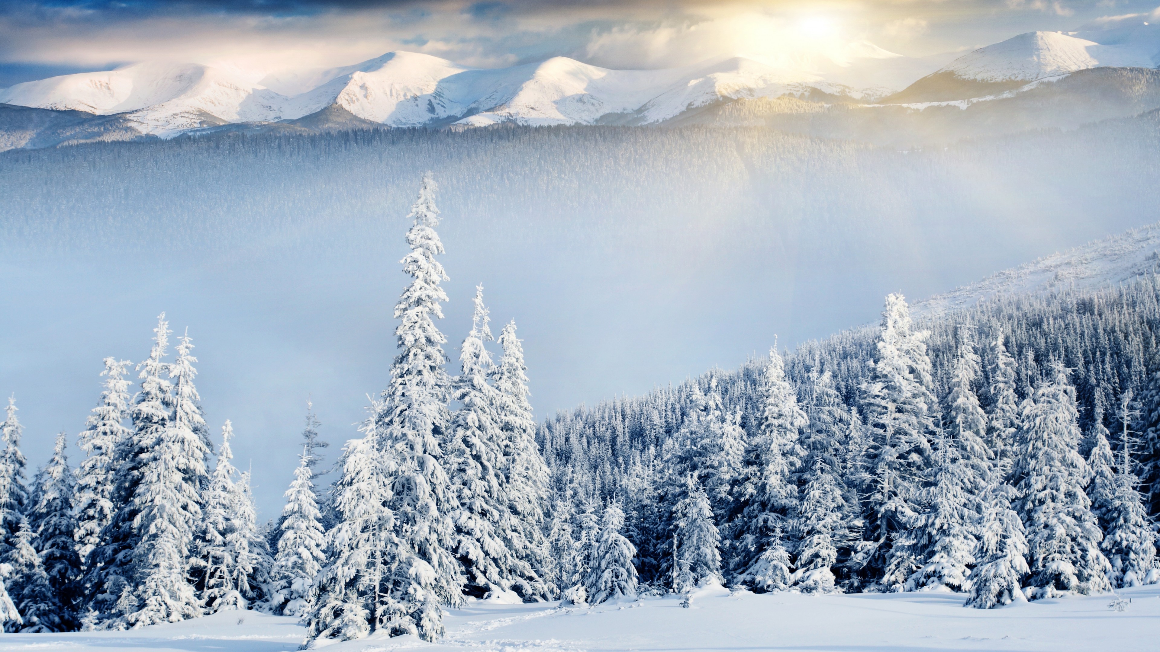 Wallpaper mountains, forest, trees, snow, winter, 8k, Nature