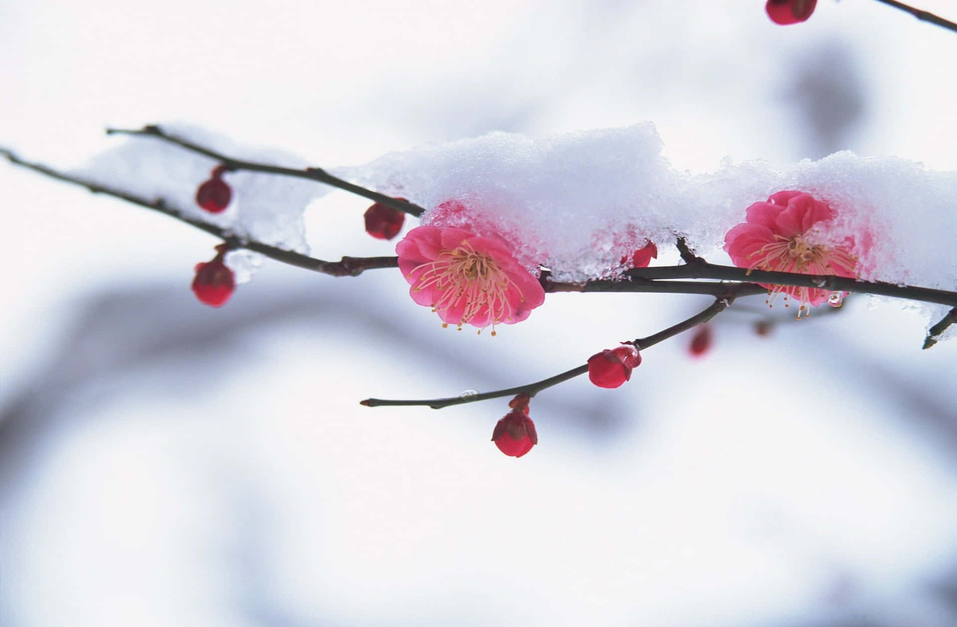 Winter Flowers Wallpaper
