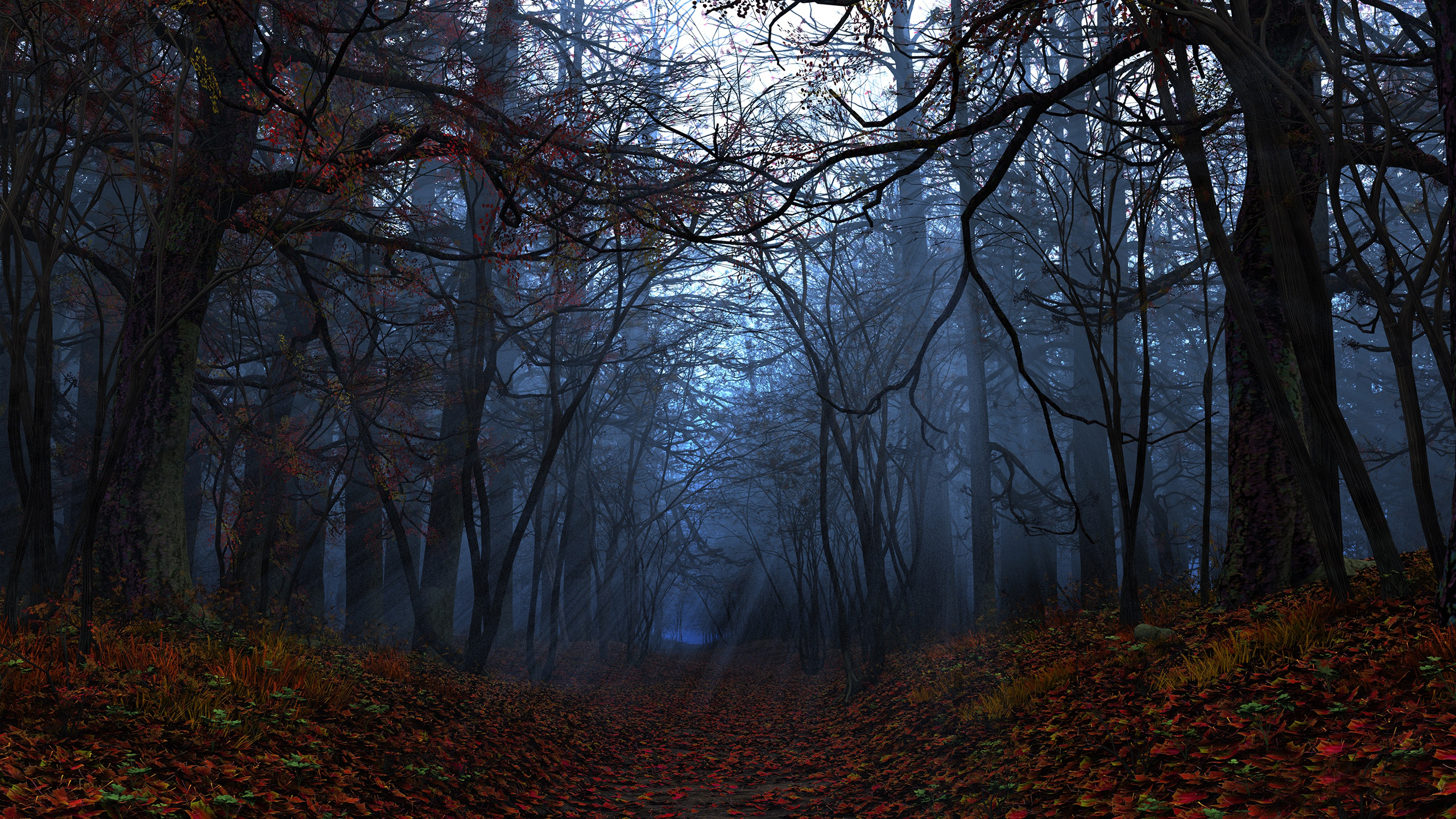 HD desktop wallpaper: Forest, Fall, Earth download free picture