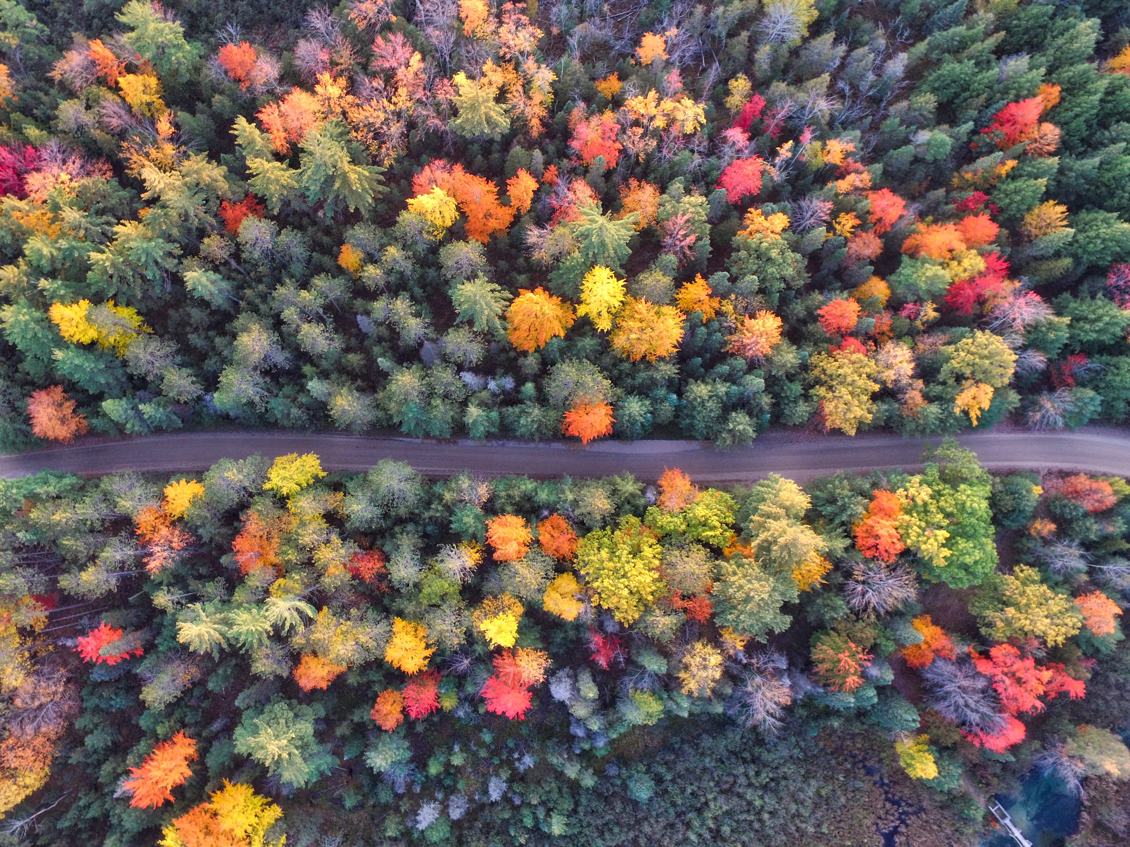 Autumn Path Of Forest Drone View, HD Nature, 4k Wallpaper, Image, Background, Photo and Picture