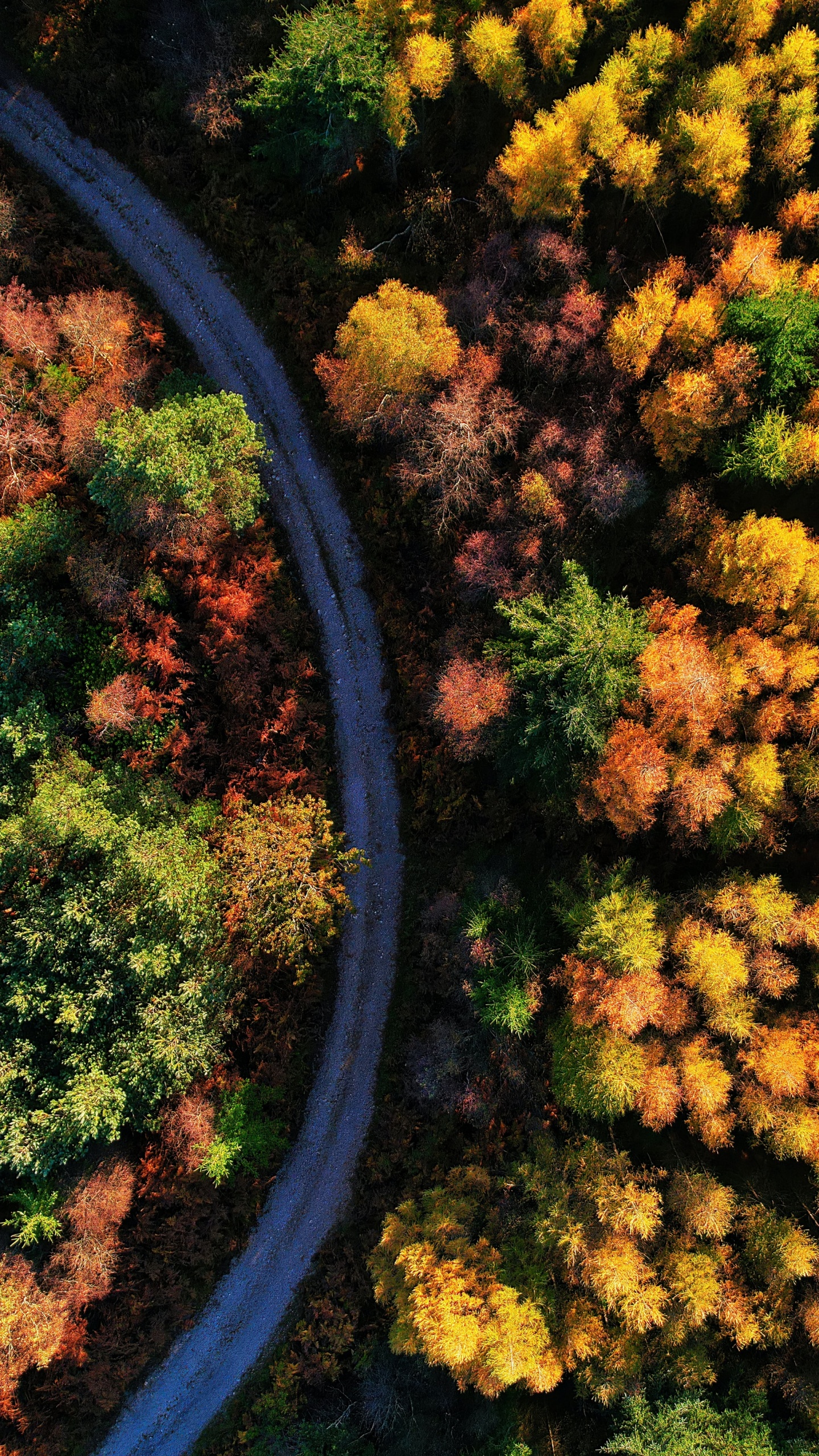 Autumn trees Wallpaper 4K, 5K, Forest path, Seasons, Fall