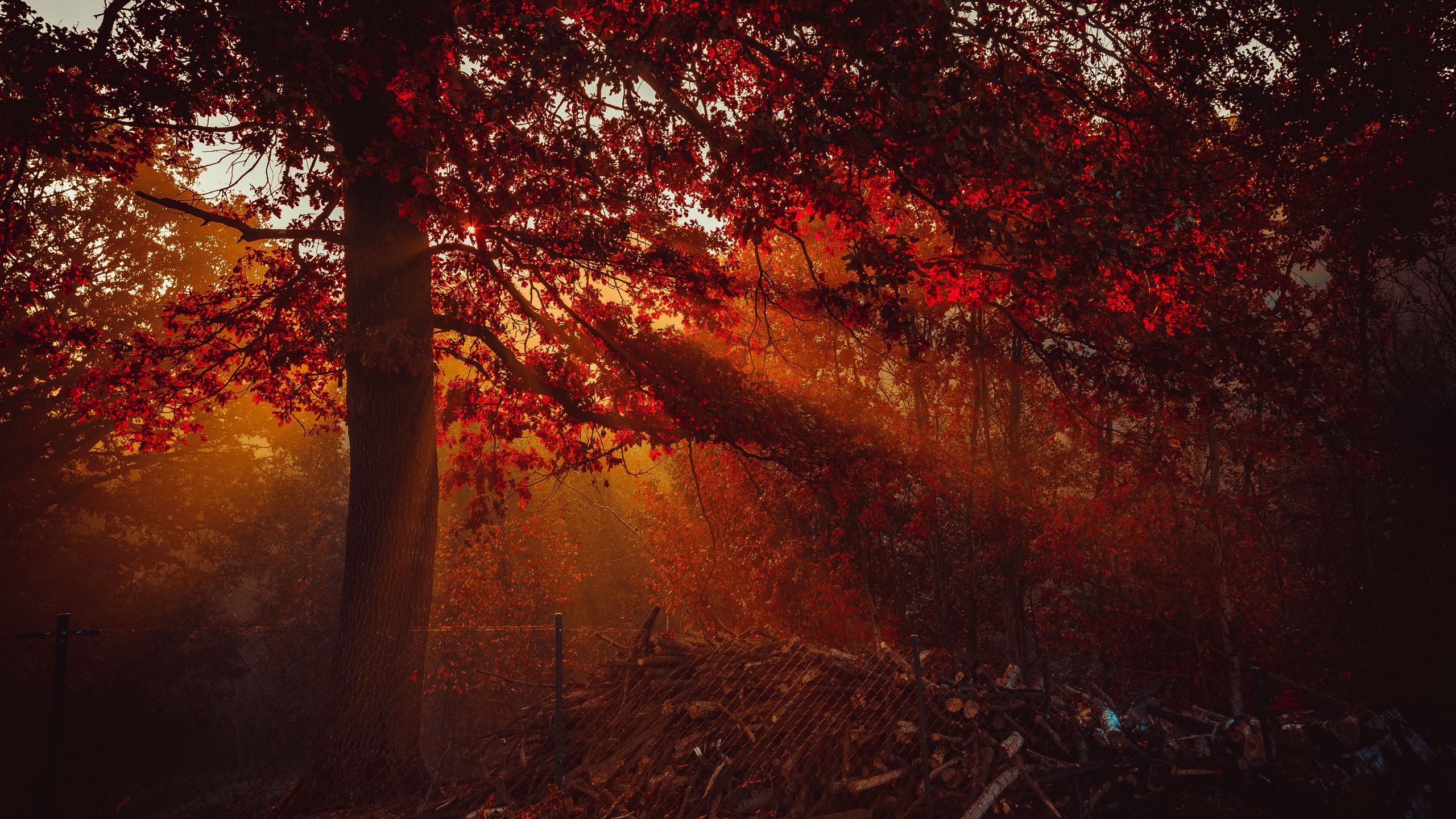Autumn Wallpaper 4K, Trees, Forest, Sunlight
