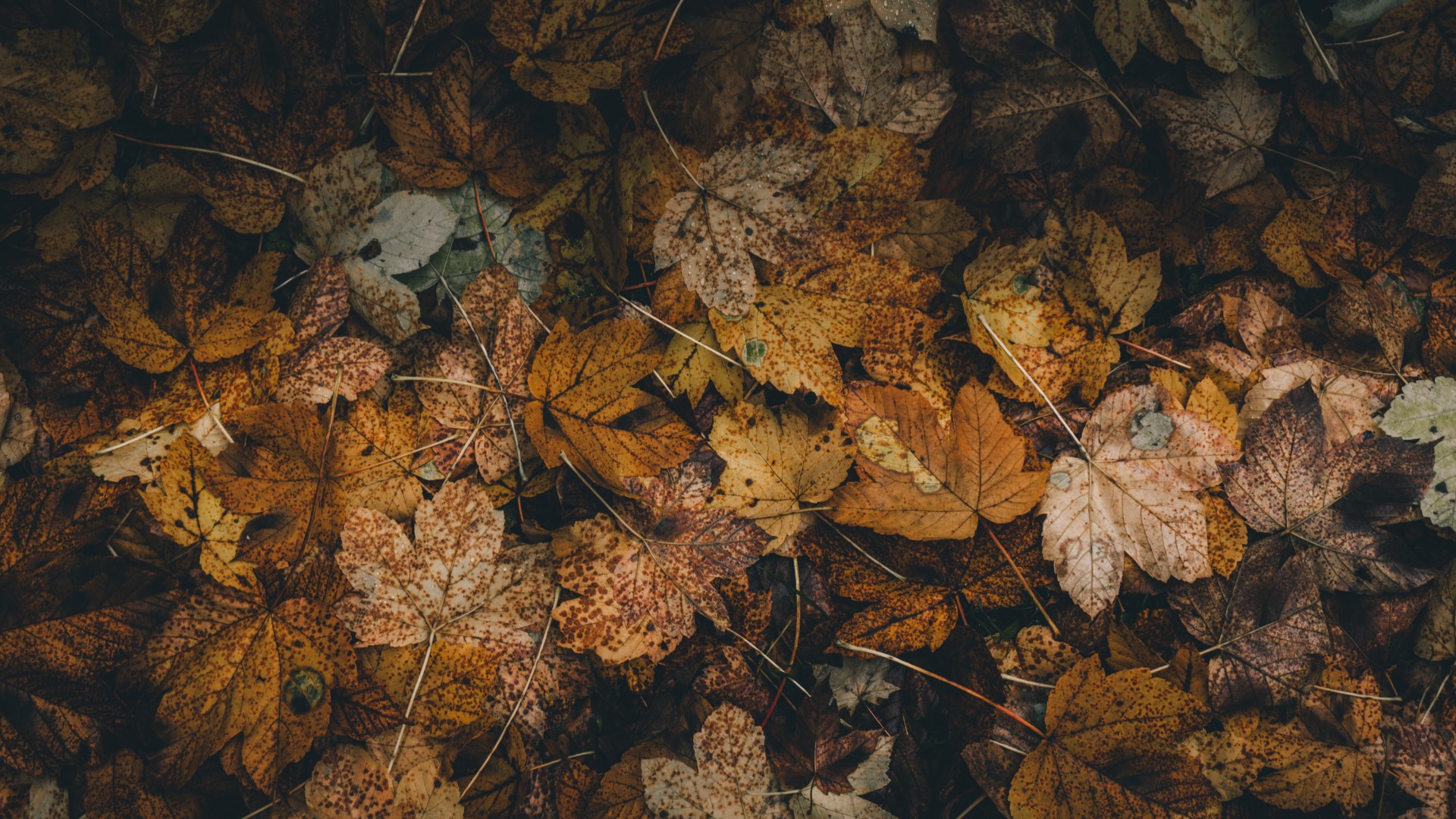 Autumn Fall Wallpaper Autumn Fall Wallpaper Download