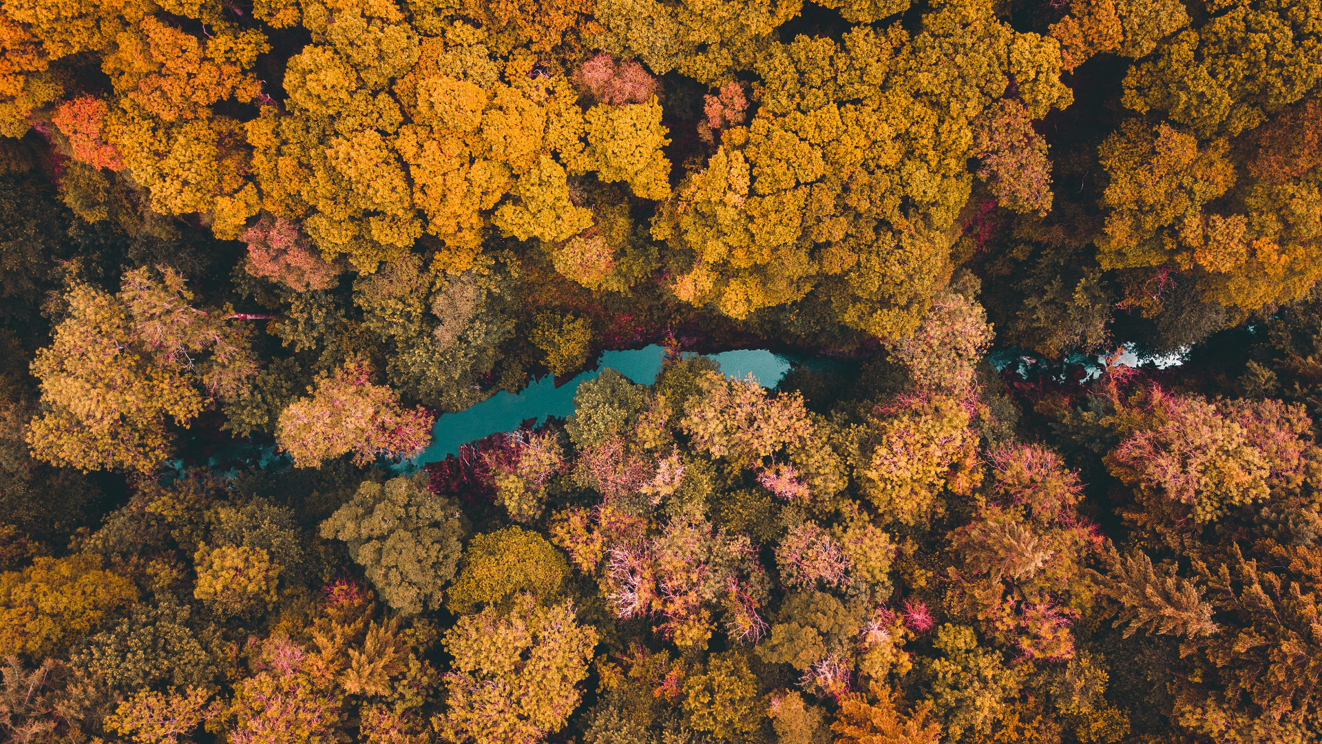 nature, trees, forest, river, aerial view, drone photo, fallx1080 Wallpaper