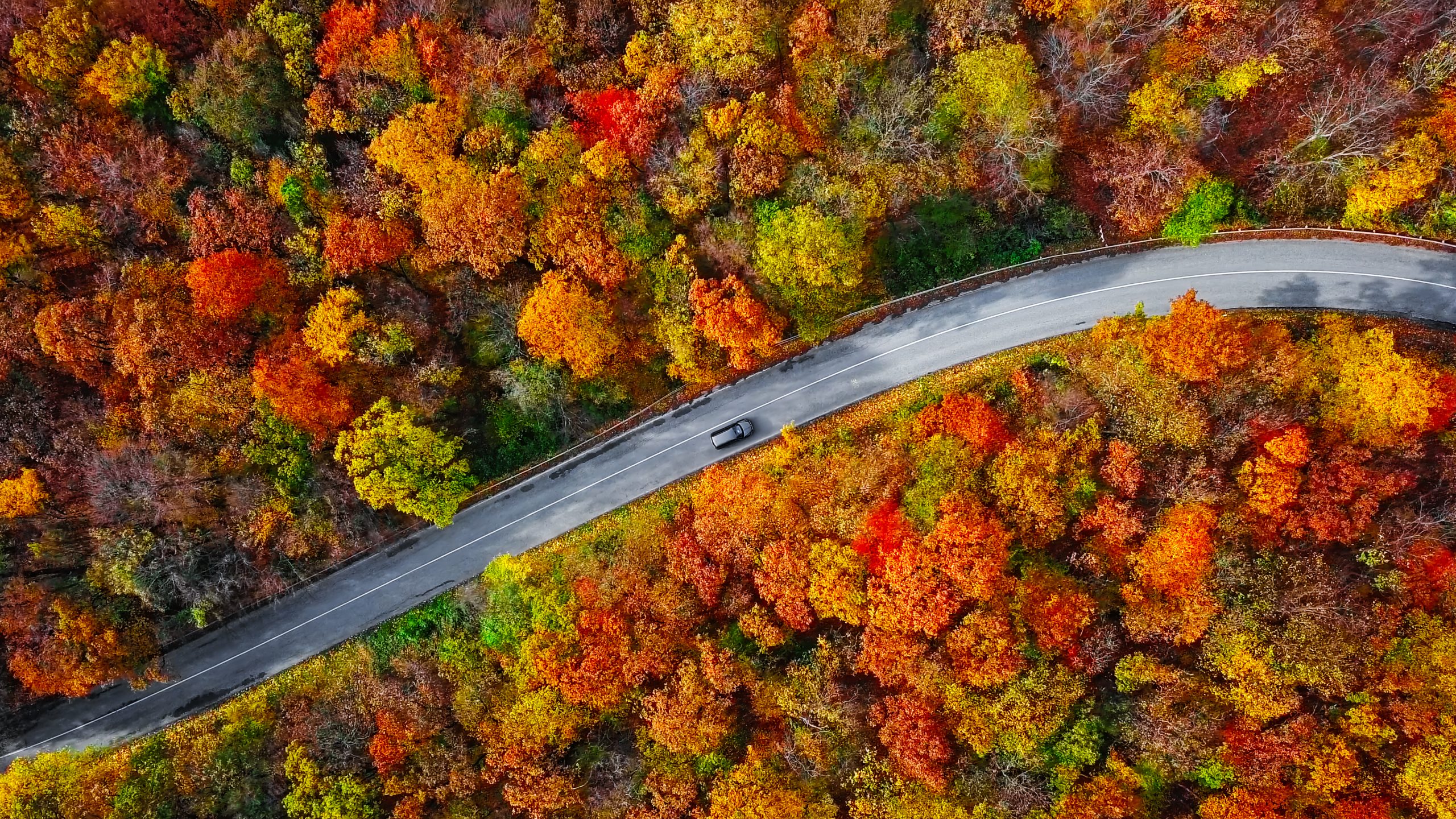 Overhead aerial view of winding mountain road inside colorful autumn forest Drone Girl