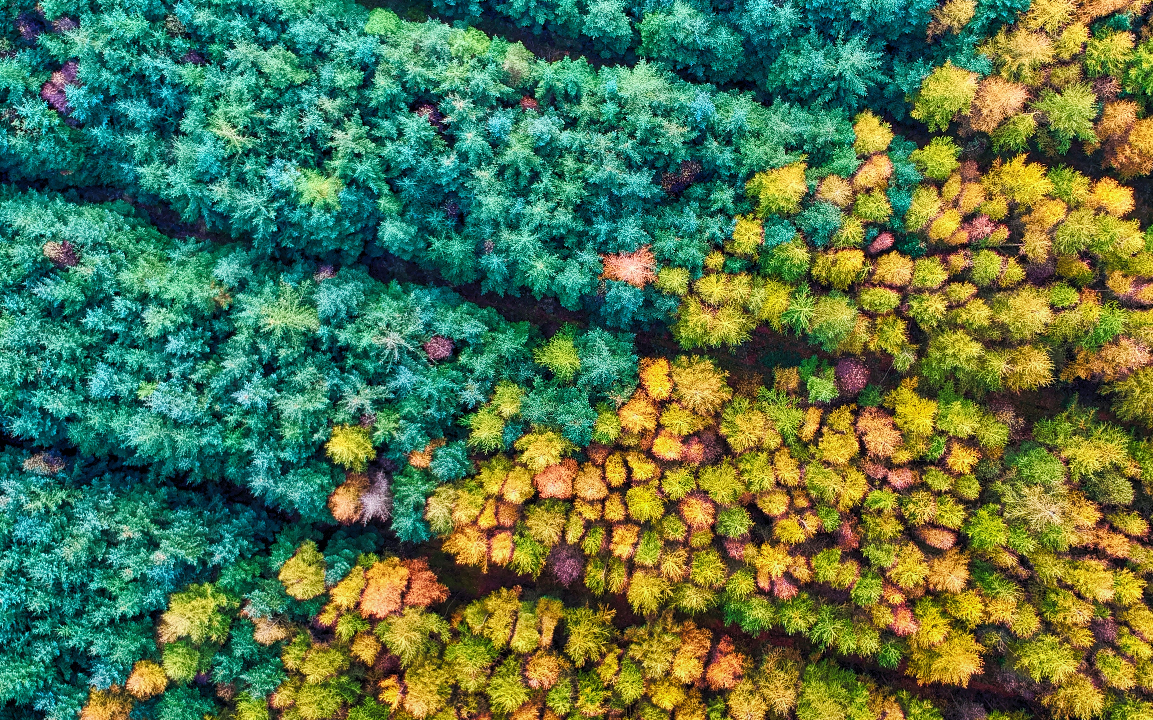 Drone Shot of Autumn Trees · Free