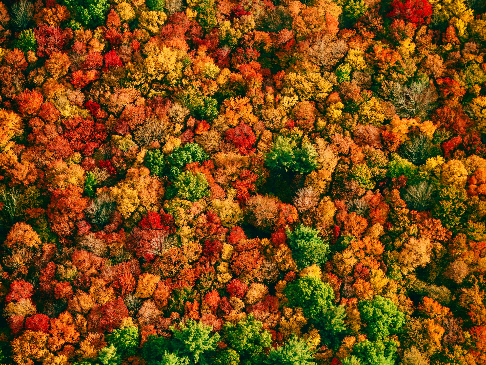 Download Trees from above, Autumn, Trees, Drone photo, Forest Wallpaper in 1920x1440 Resolution