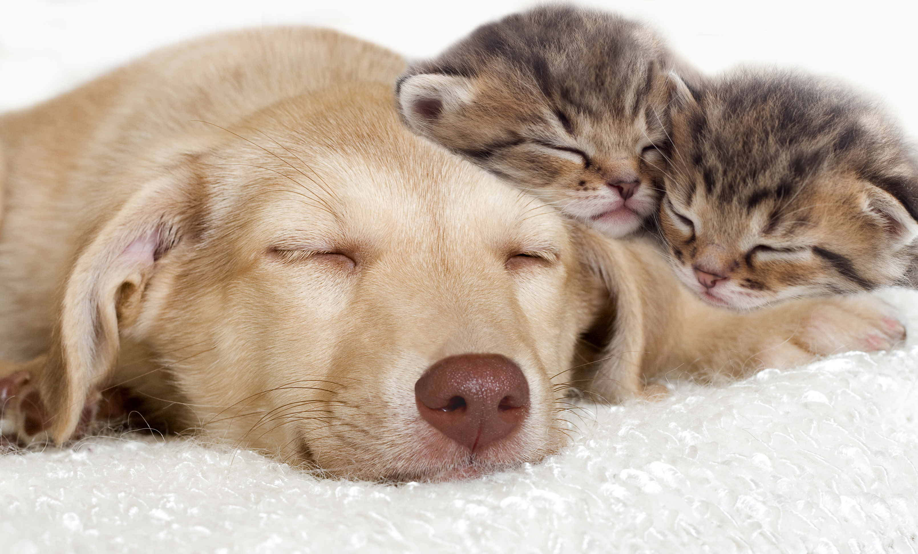Cute Little Cats and Dog Background​-Quality Free Image and Transparent PNG Clipart