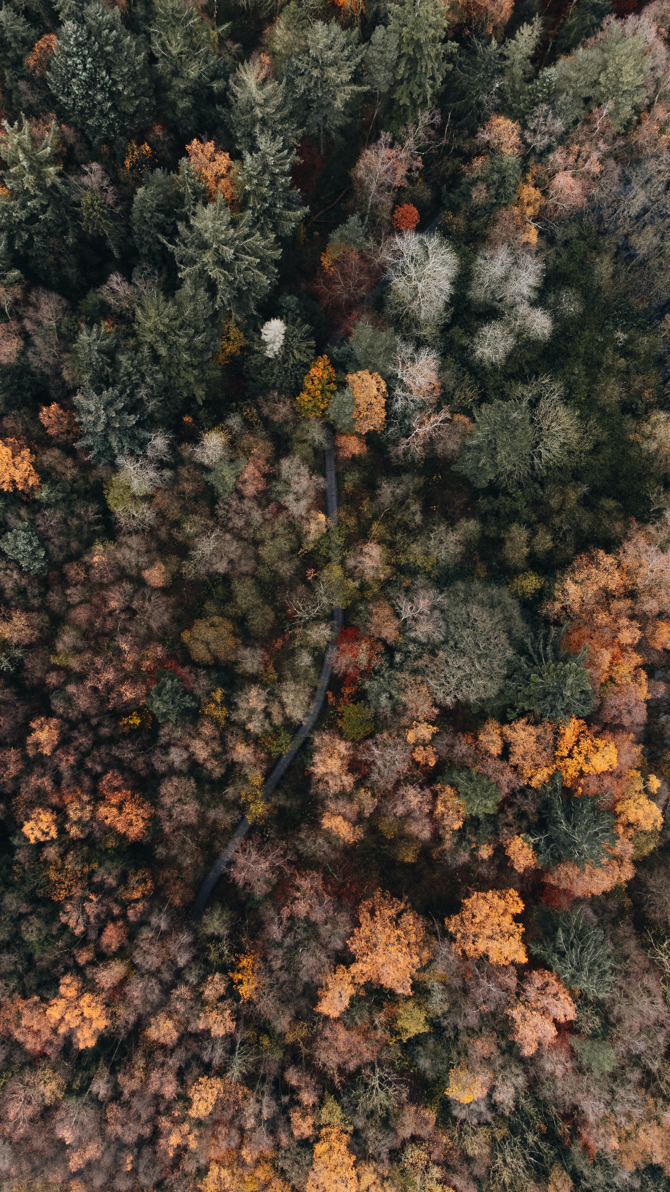 Drone Shot of a River in the Forest in Autumn · Free