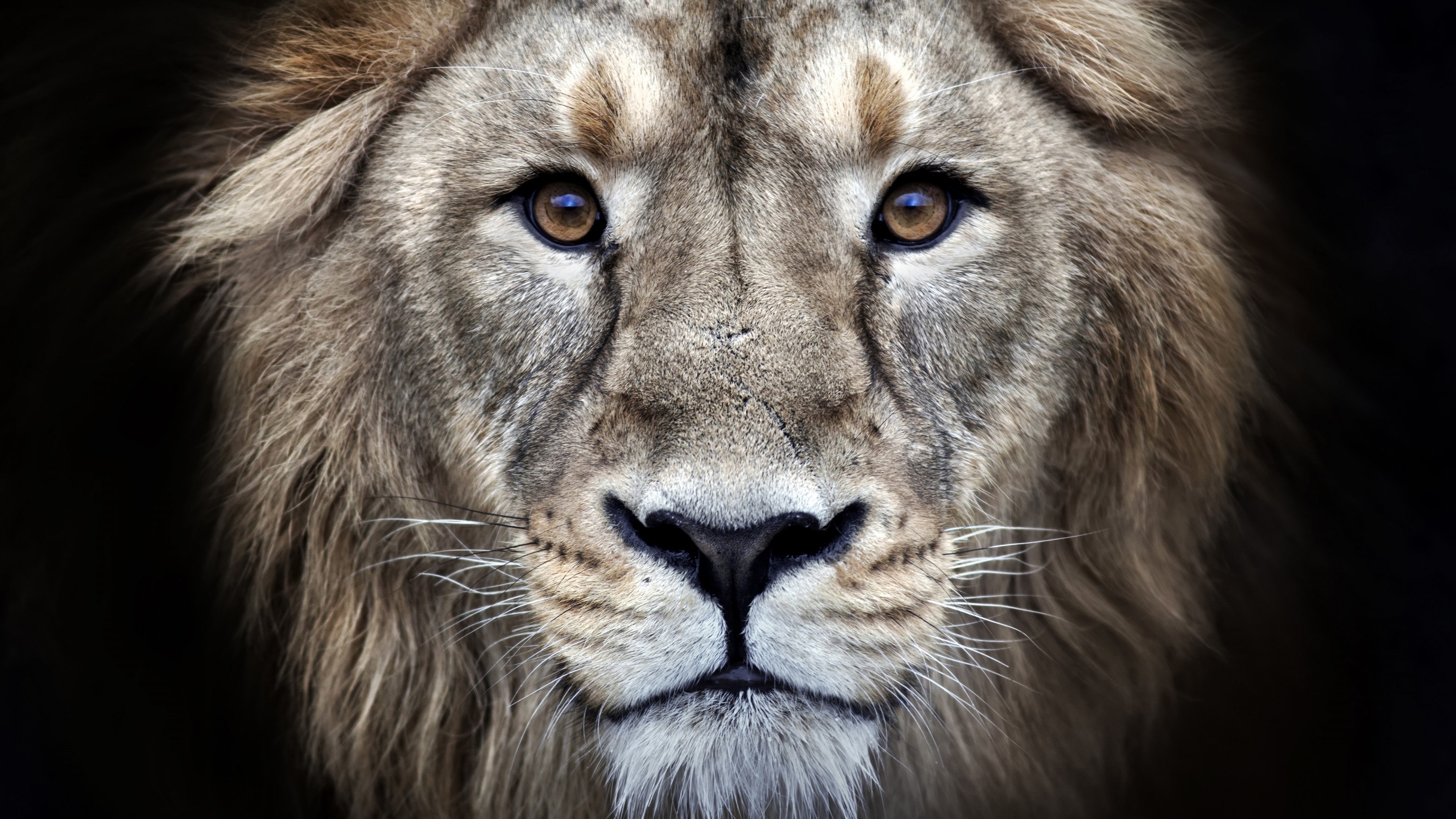 Wallpaper lion, 4k, Animals