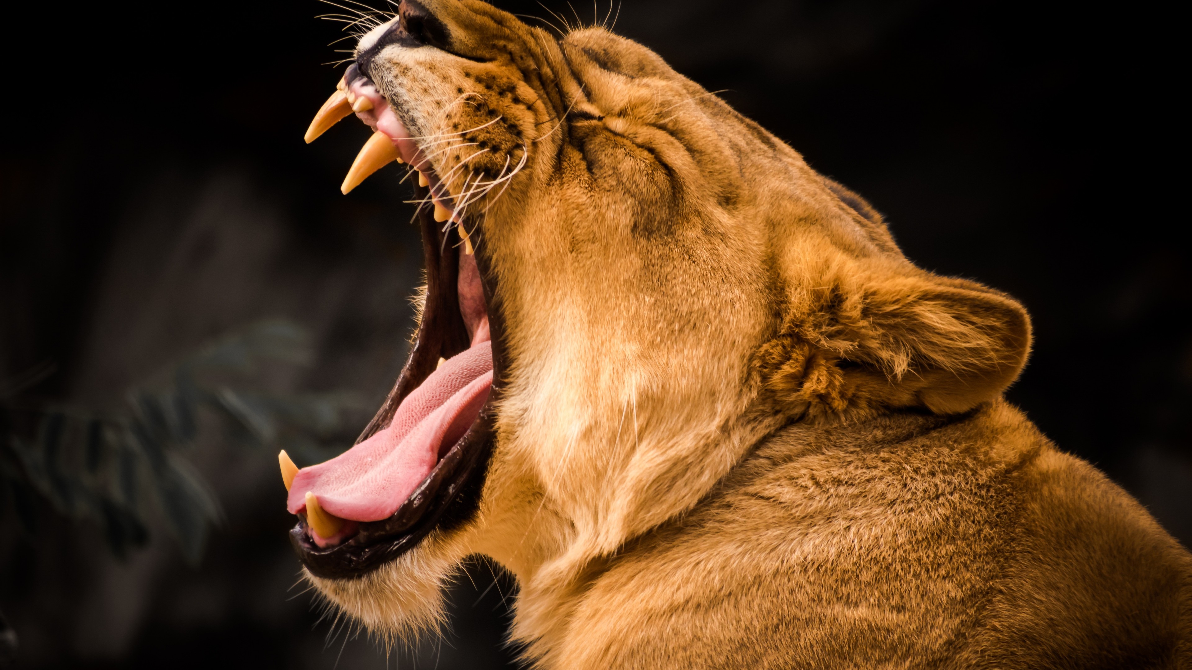 Wallpaper lion, roaring, 4k, Animals