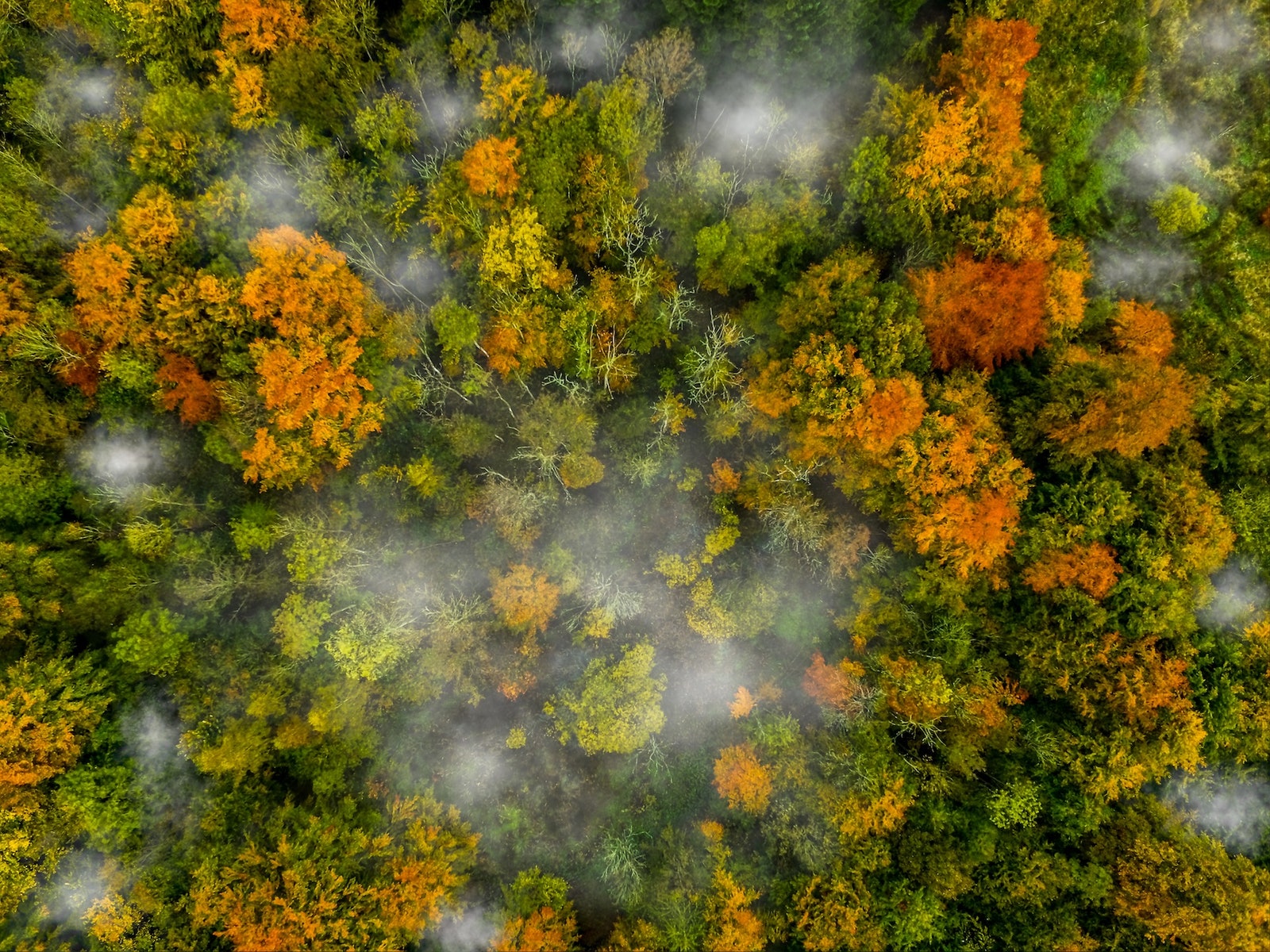 Fall in Denmark Is Even More Beautiful Seen From a Drone