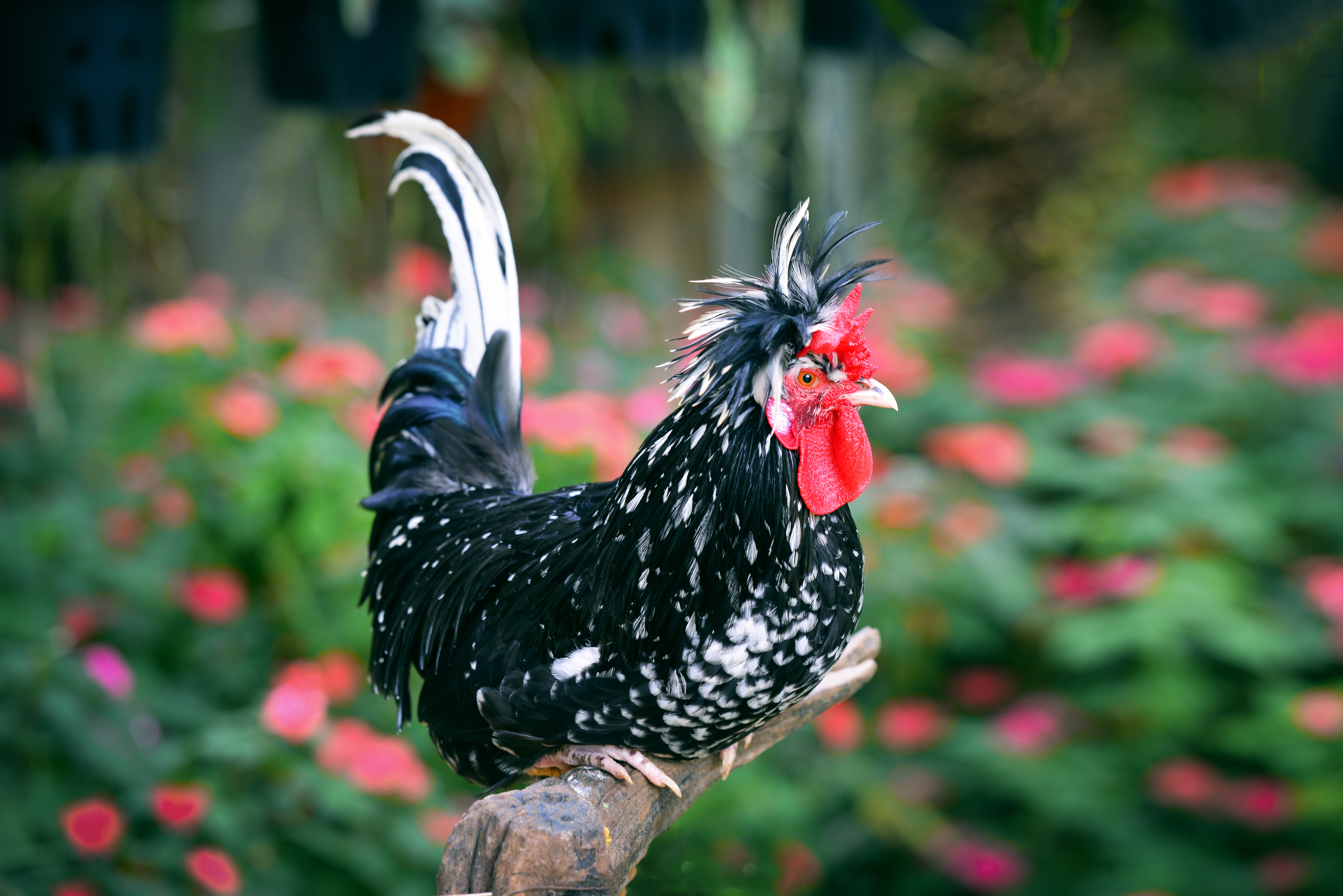 Majestic Black Splash Rooster Ultra HD Animal Wallpaper