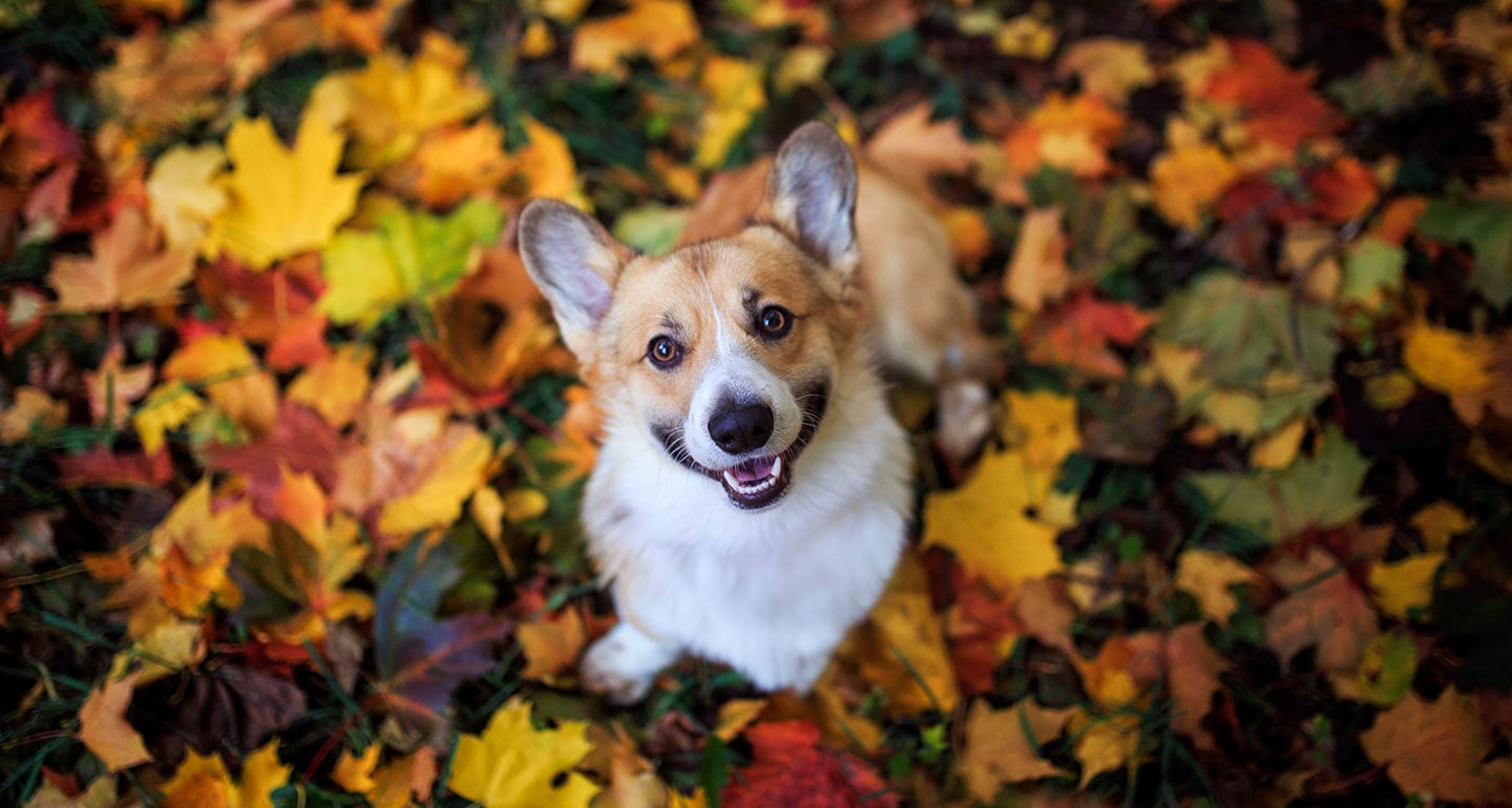 Fall Pet Names: Dog Names, Cat Names and More