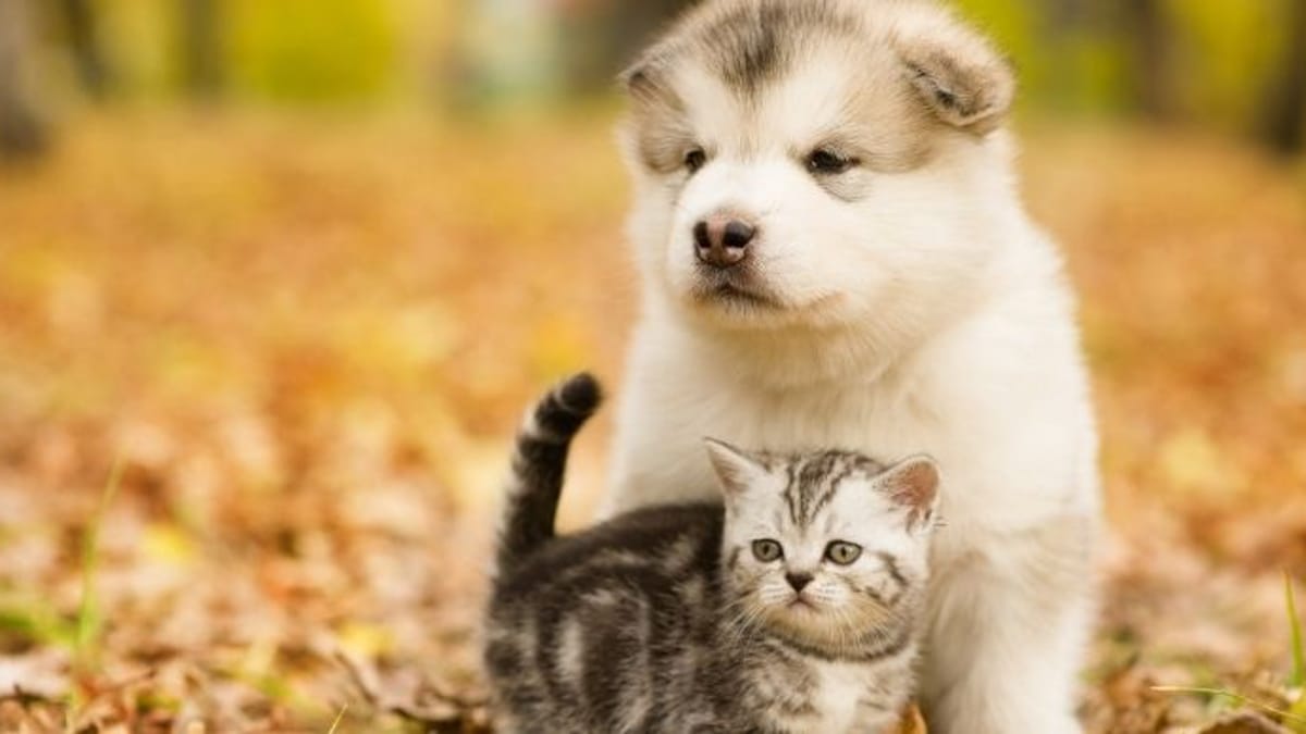 adorable dog and cat picture: You'll fall in love instantly