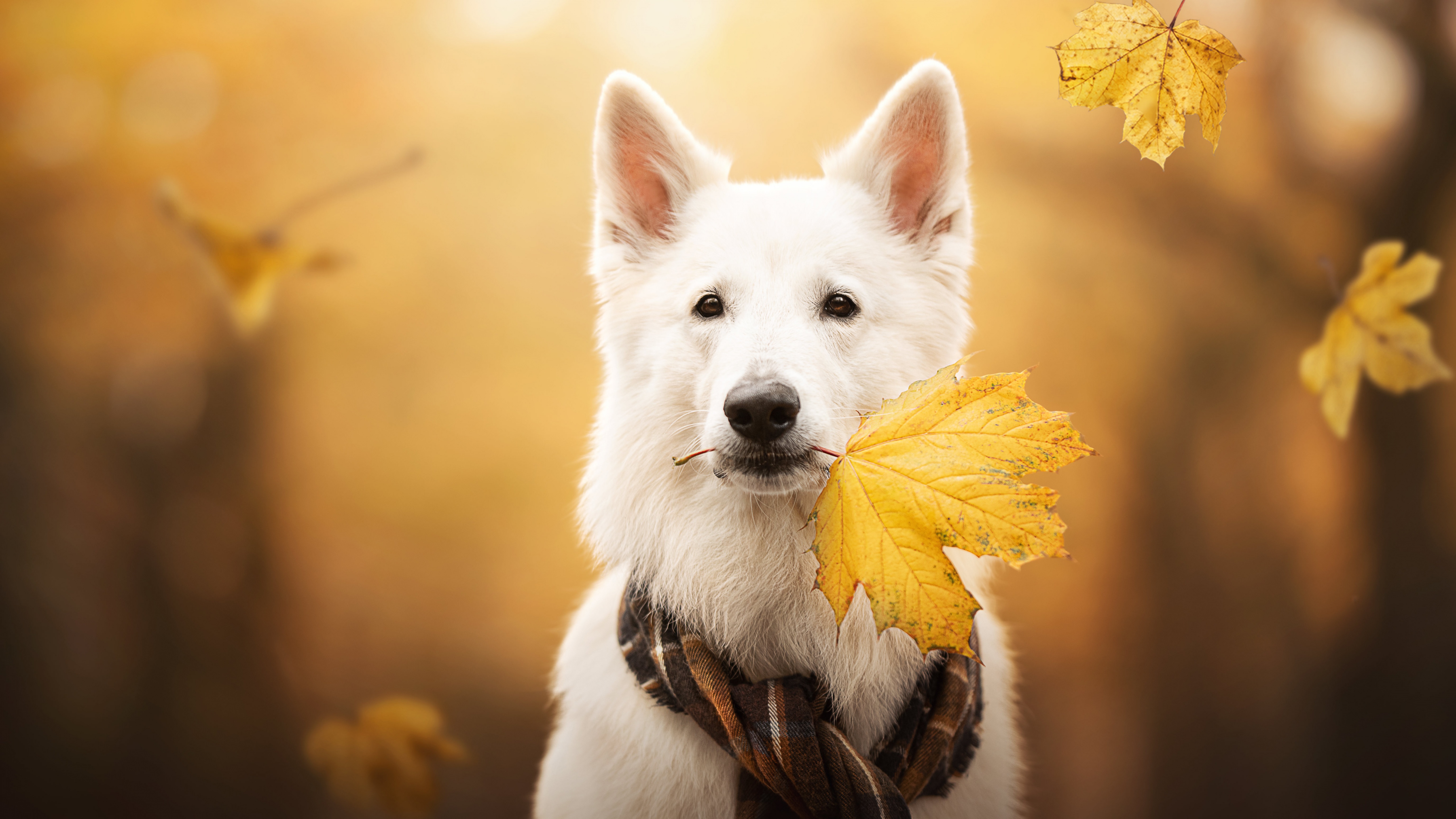 White Swiss Shepherd Dog Wallpaper 4K, Breed Dog