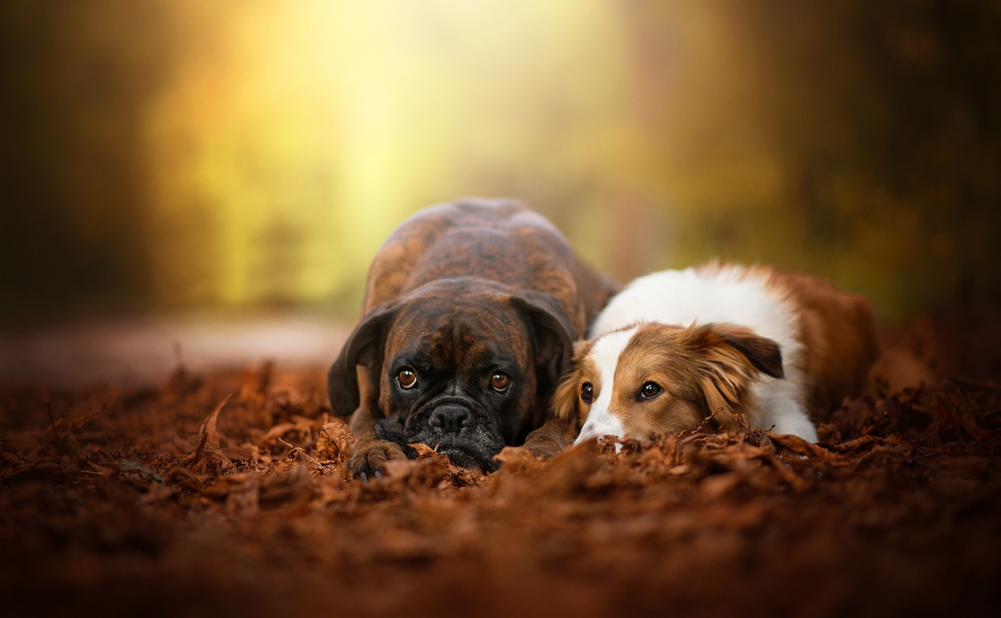 Wallpaper / dog, animals, outdoors, blurred, fall, leaves free download
