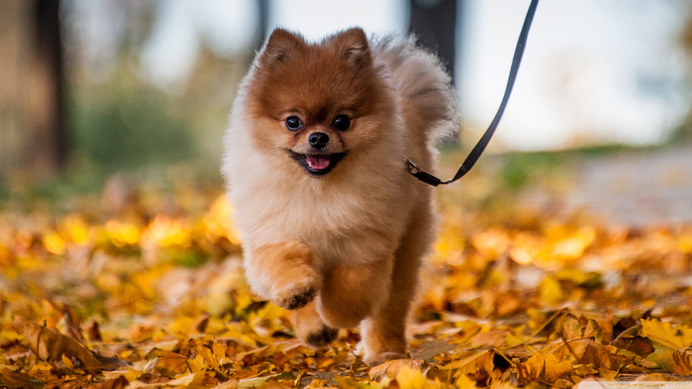 Cute Pomeranian Puppy enjoying a Fall Day Ultra HD Desktop Background Wallpaper for 4K UHD TV, Widescreen & UltraWide Desktop & Laptop, Tablet