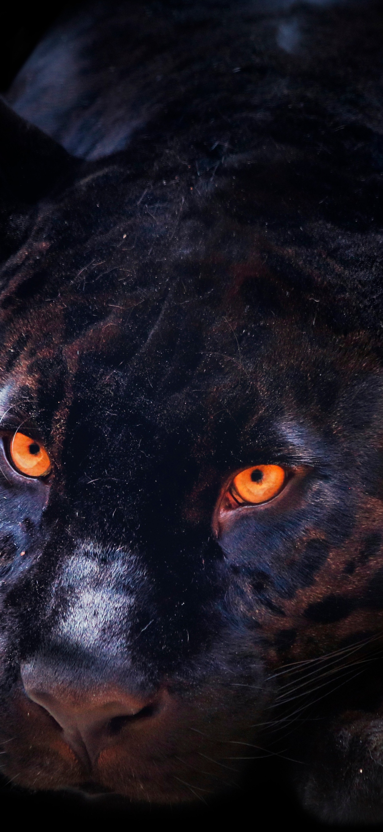 Black Panther Wallpaper 4K, Dark background, Wild Cat, Scary