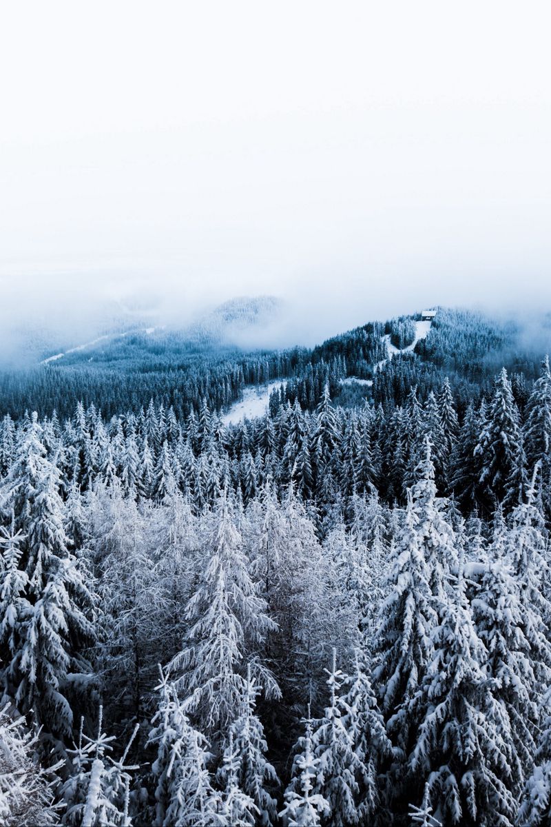 Download Wallpaper 800x1200 Winter, Trees, Fog, Snow, Aerial View, Forest Iphone 4s 4 For Parallax HD Background