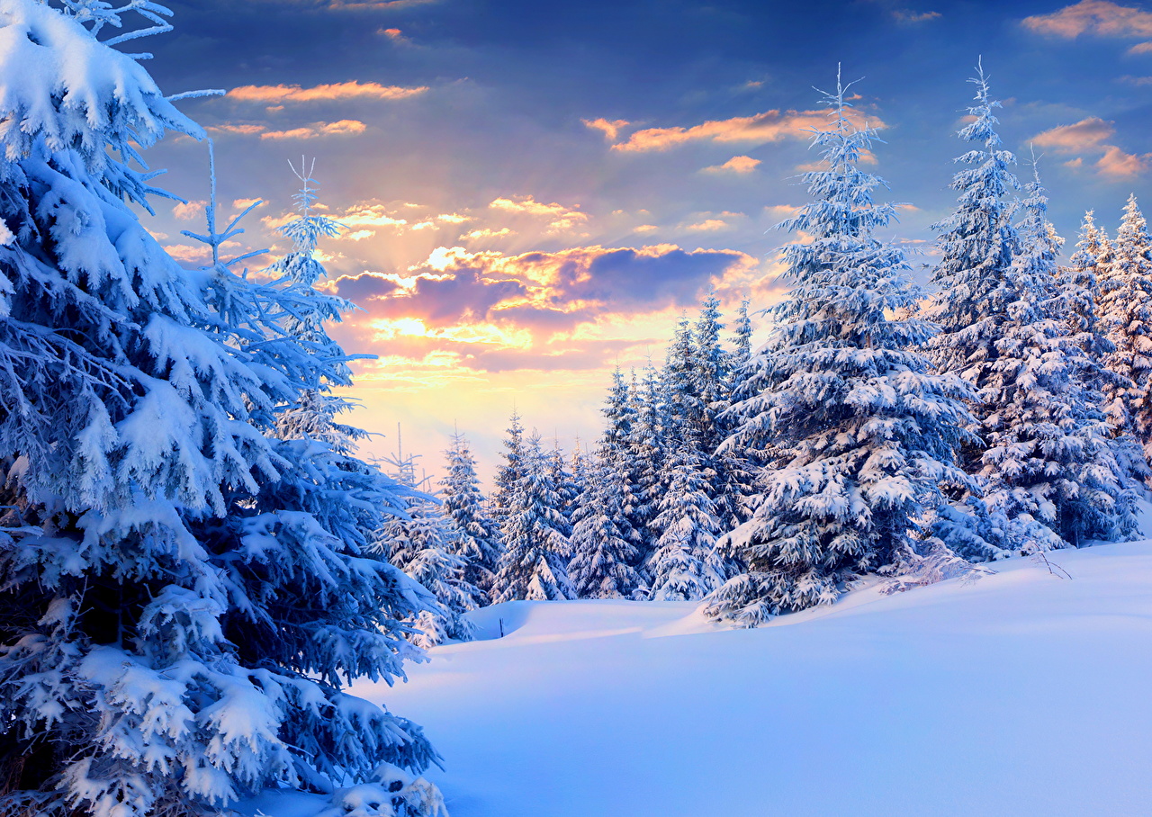 Desktop Wallpaper Winter Spruce Nature Sky Snow Seasons