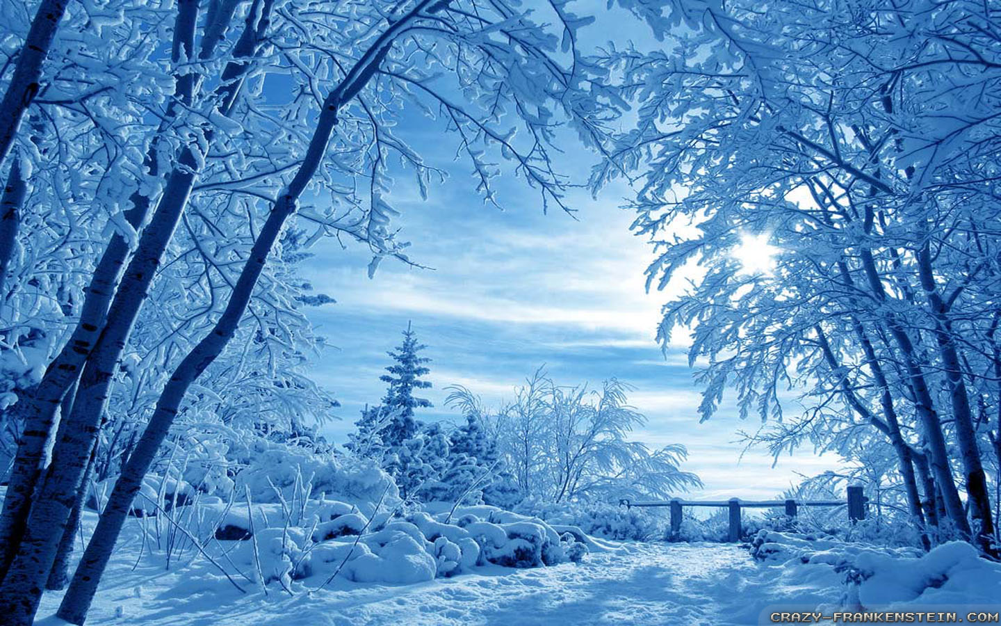 Winter Nature Picture Wallpaper