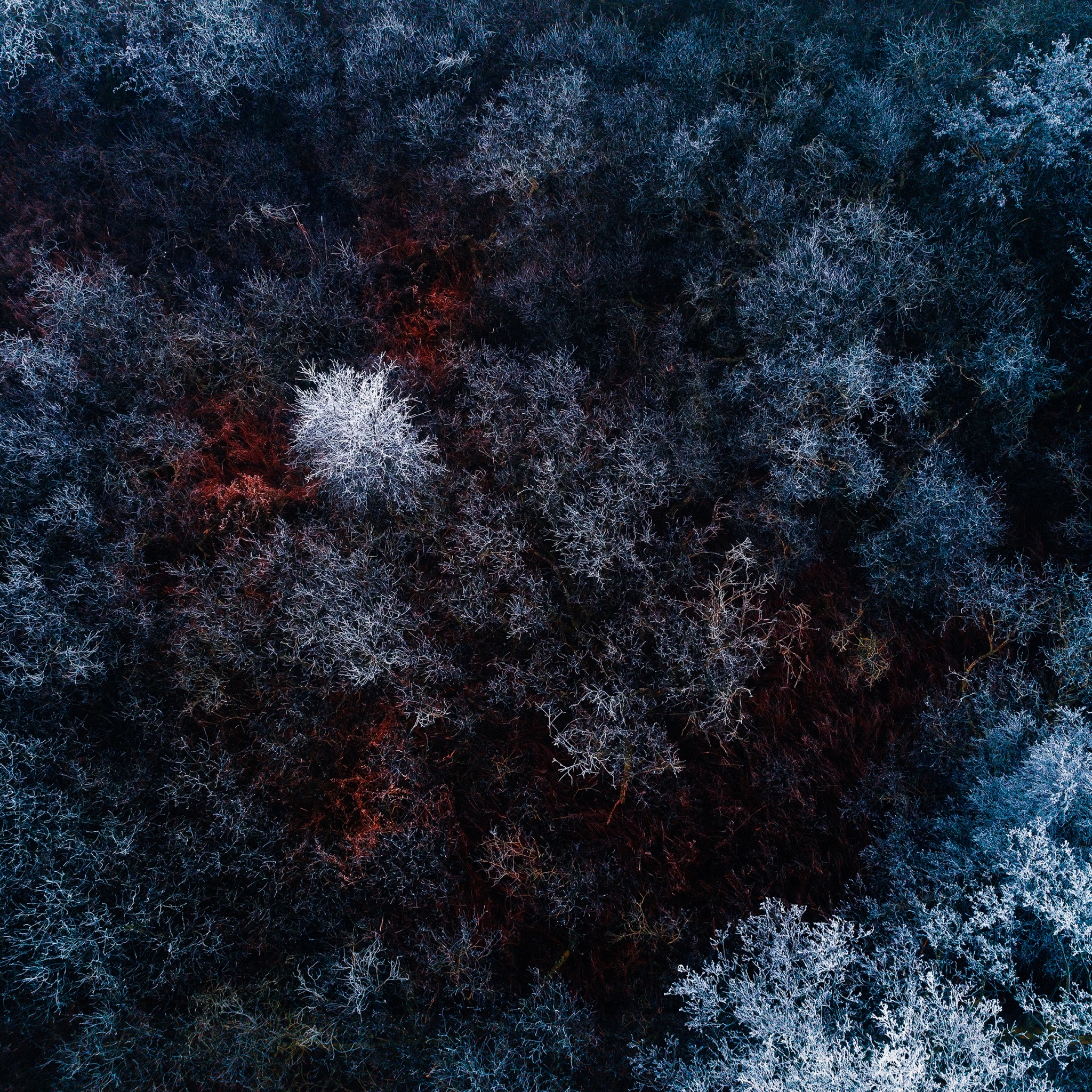 Winter forest Wallpaper 4K, Aerial view, Snow covered