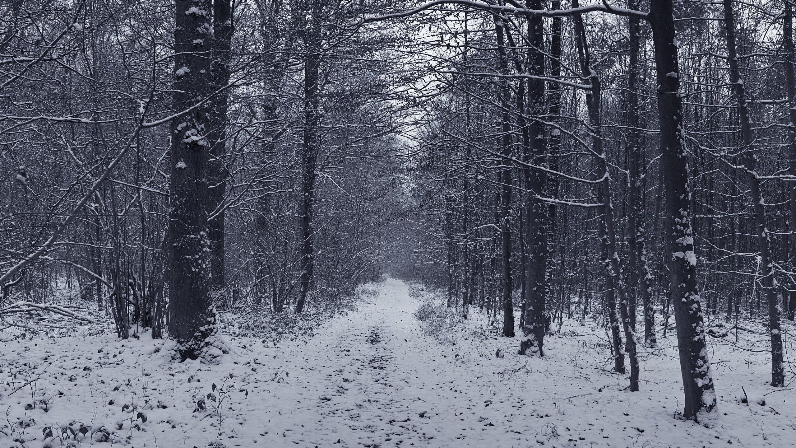 wallpaper and backgronds