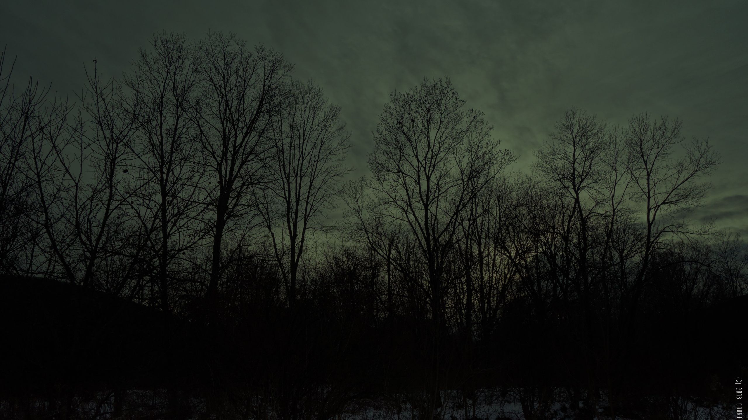 Dark winter forest wallpaperx1440