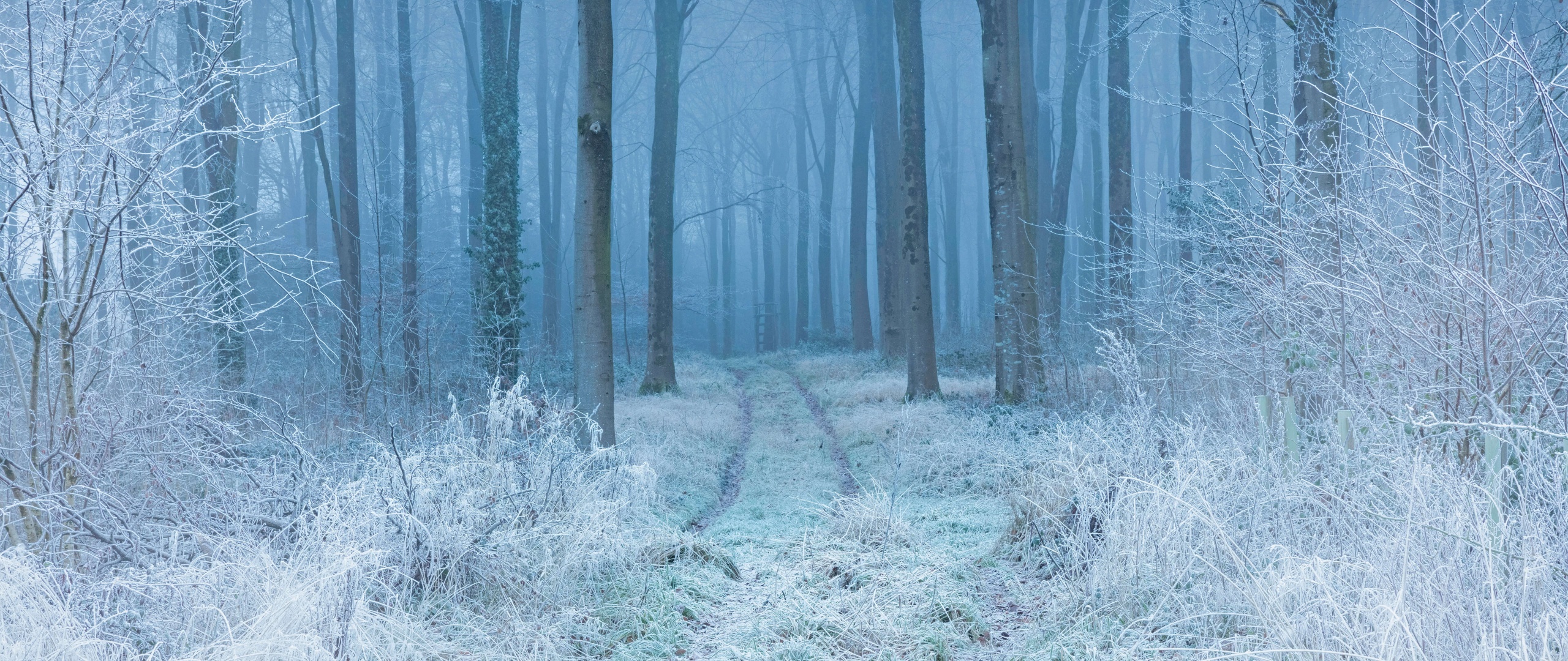 Snow covered Winter Forest Landscape 5K Wallpaper