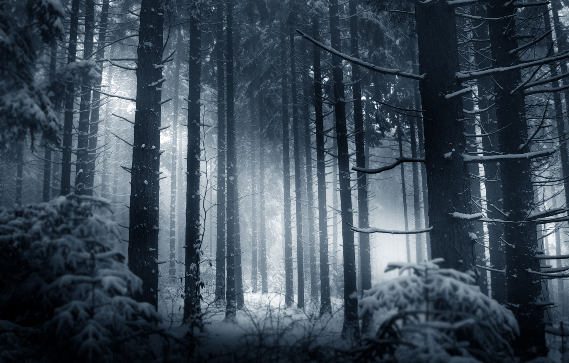 Wallpaper Grayscale Photo of Trees Covered With Snow, Background Free Image