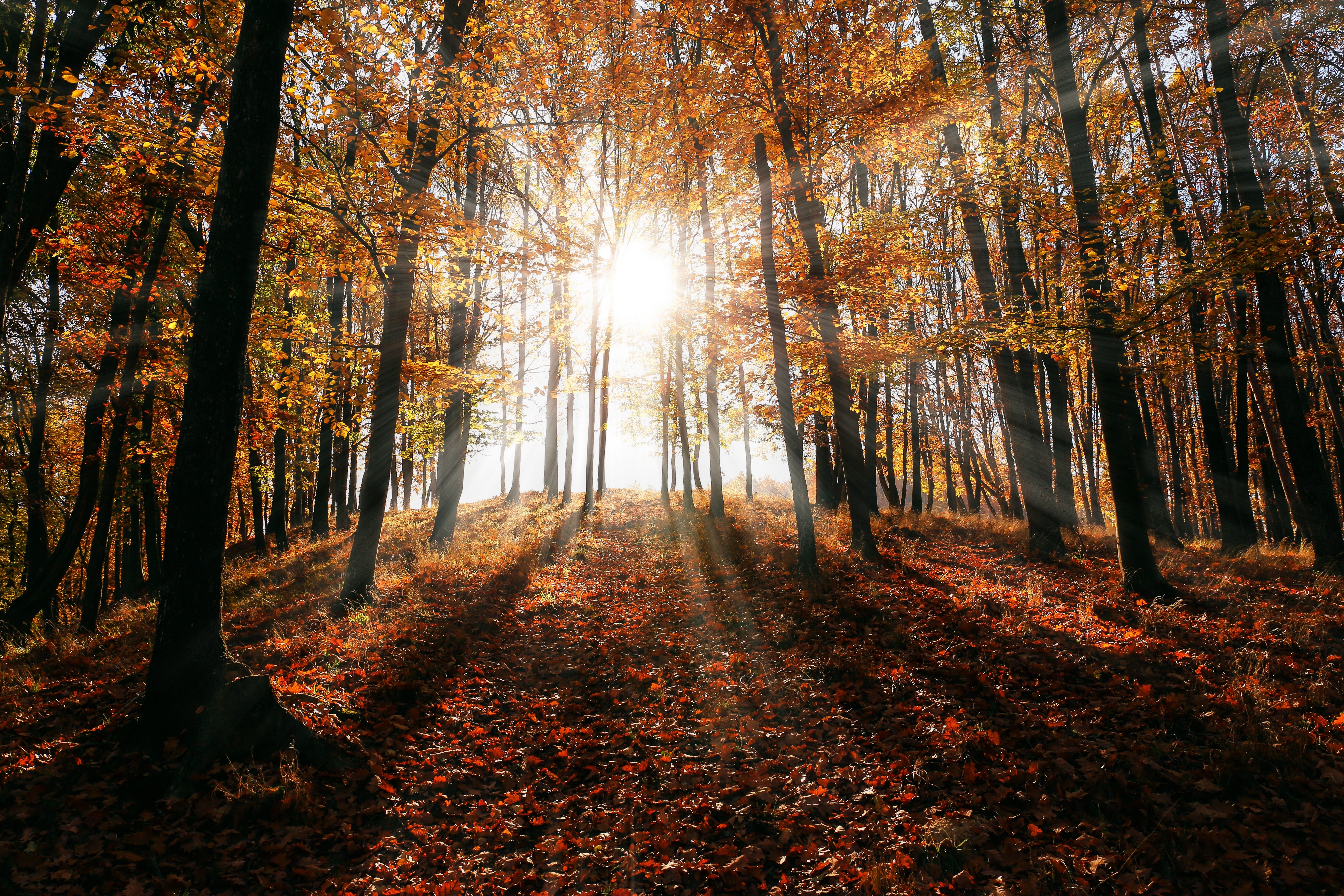 Beautiful and Cozy Fall Computer Background
