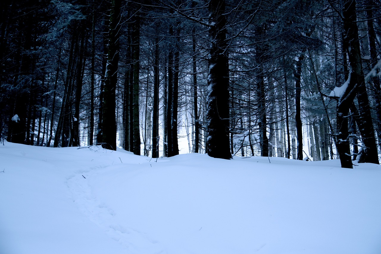 Forest Snow Trees