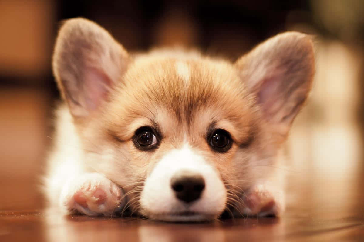 Download Welsh Cute Corgi Puppy Wallpaper